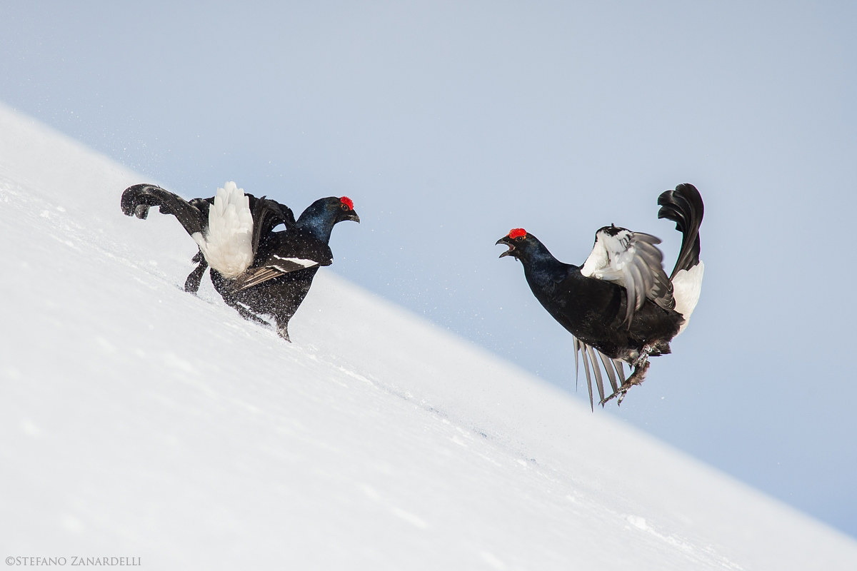 Gallo Forcello...l'attacco...