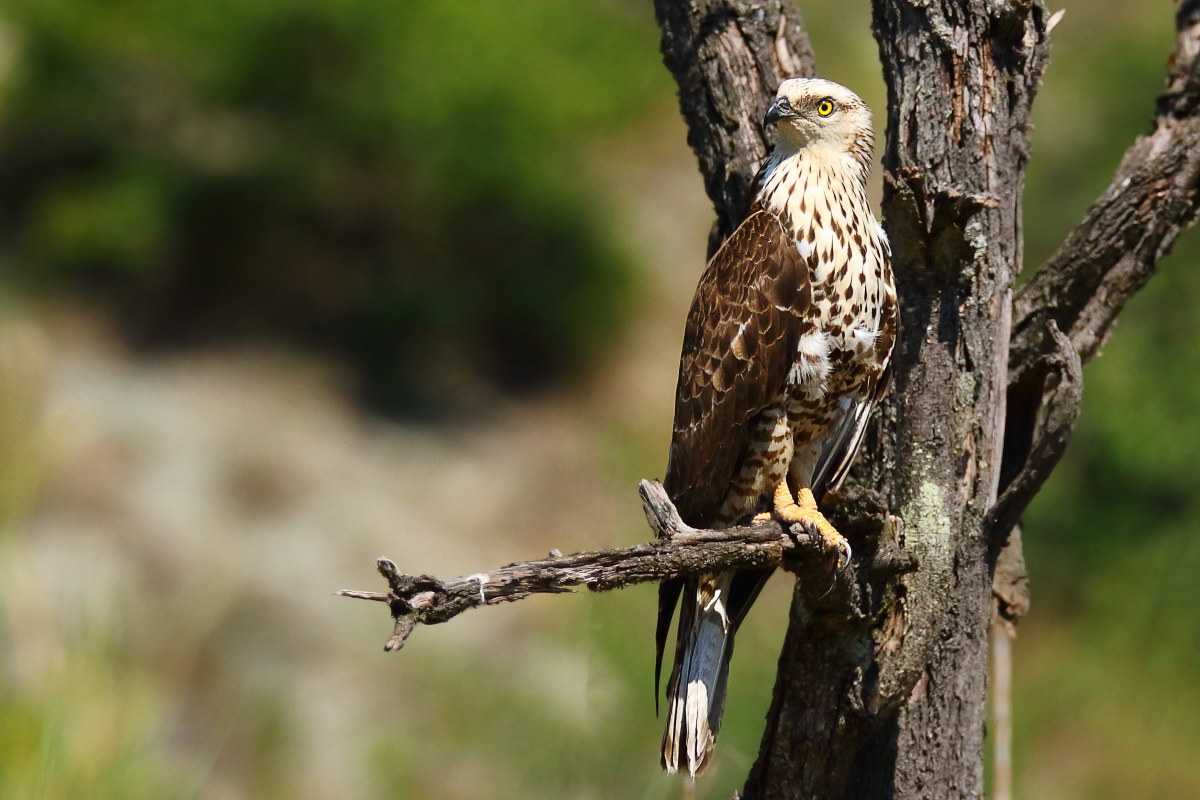 honey buzzard