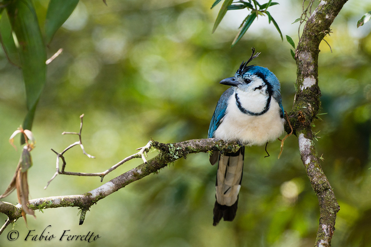 White-throated Magpie-Jay