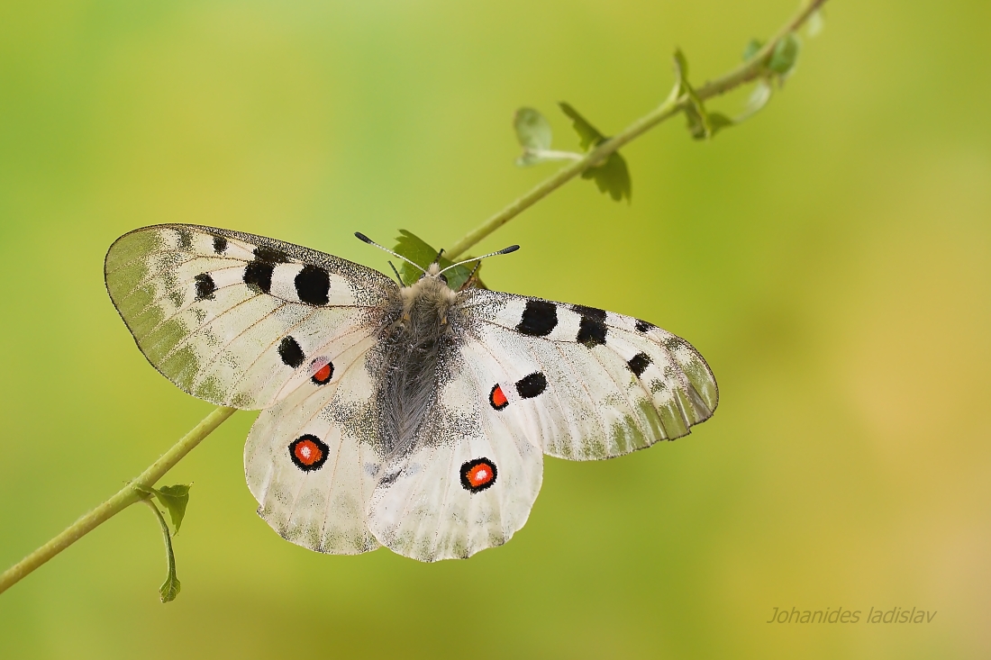 Parnassius apollo