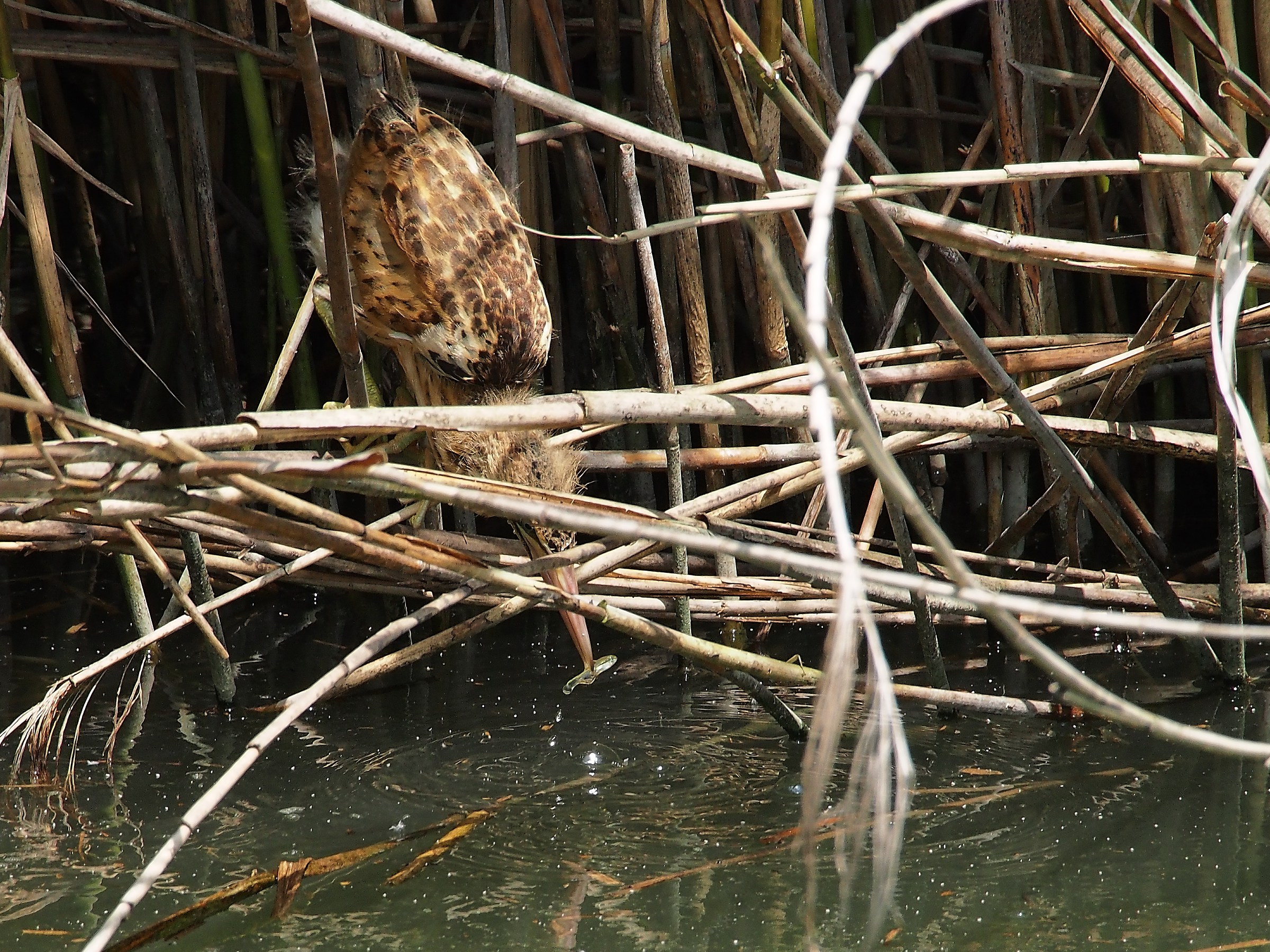 Piccolo Tarabusino con pesciolino.