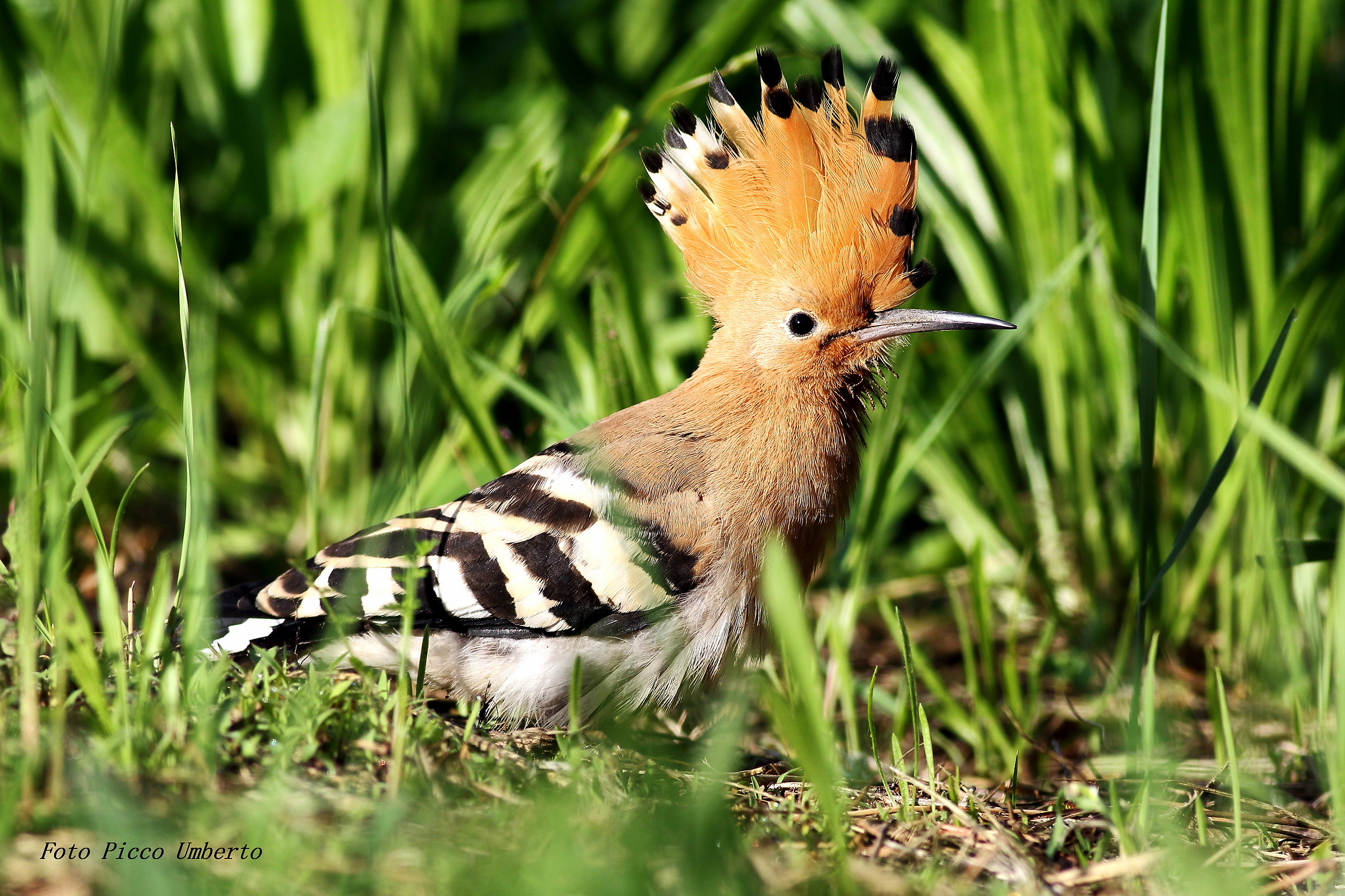 hoopoe