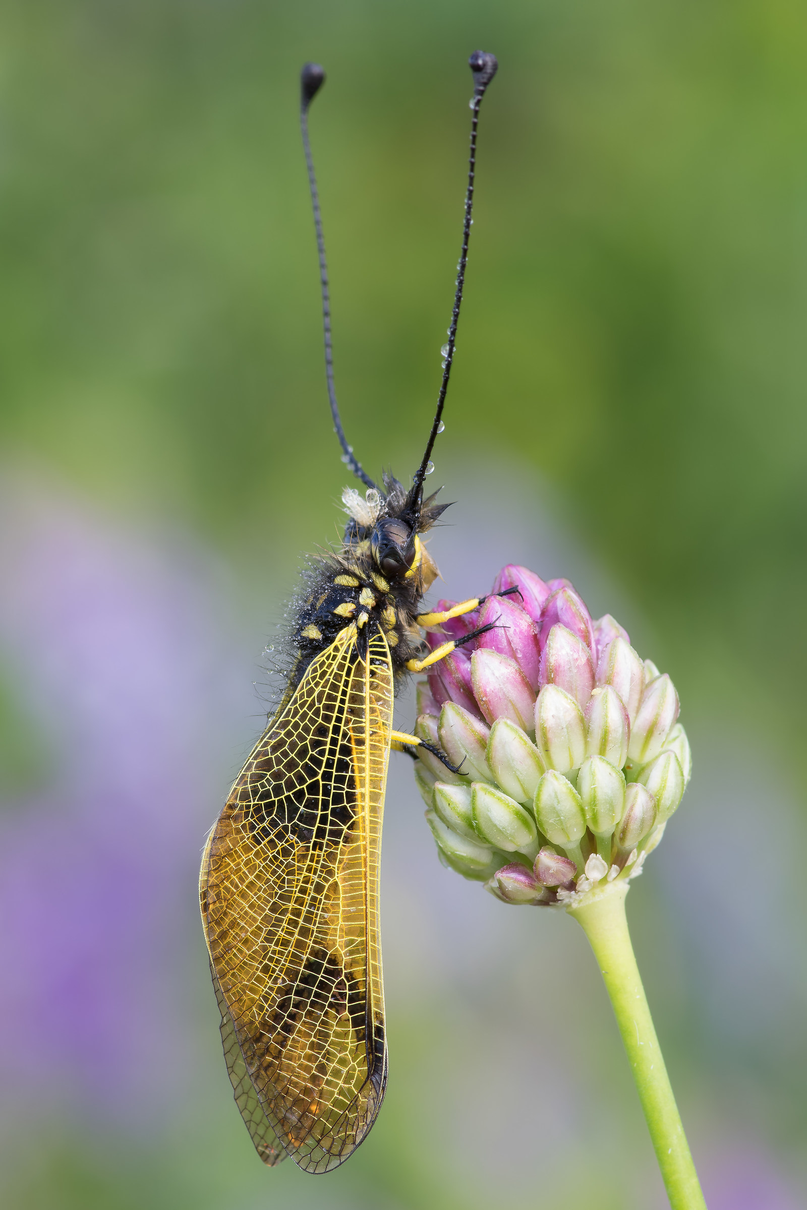 Libelloides longicornis - Pixel shift