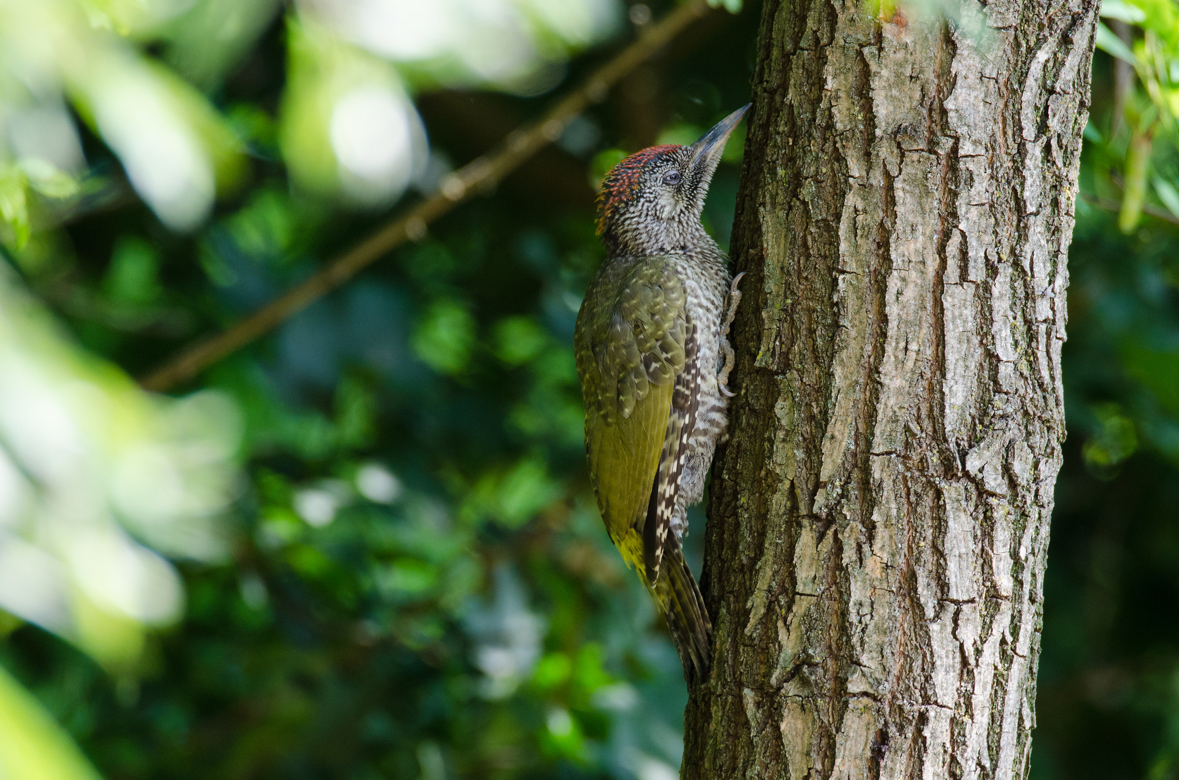 first explorations green woodpecker puppy