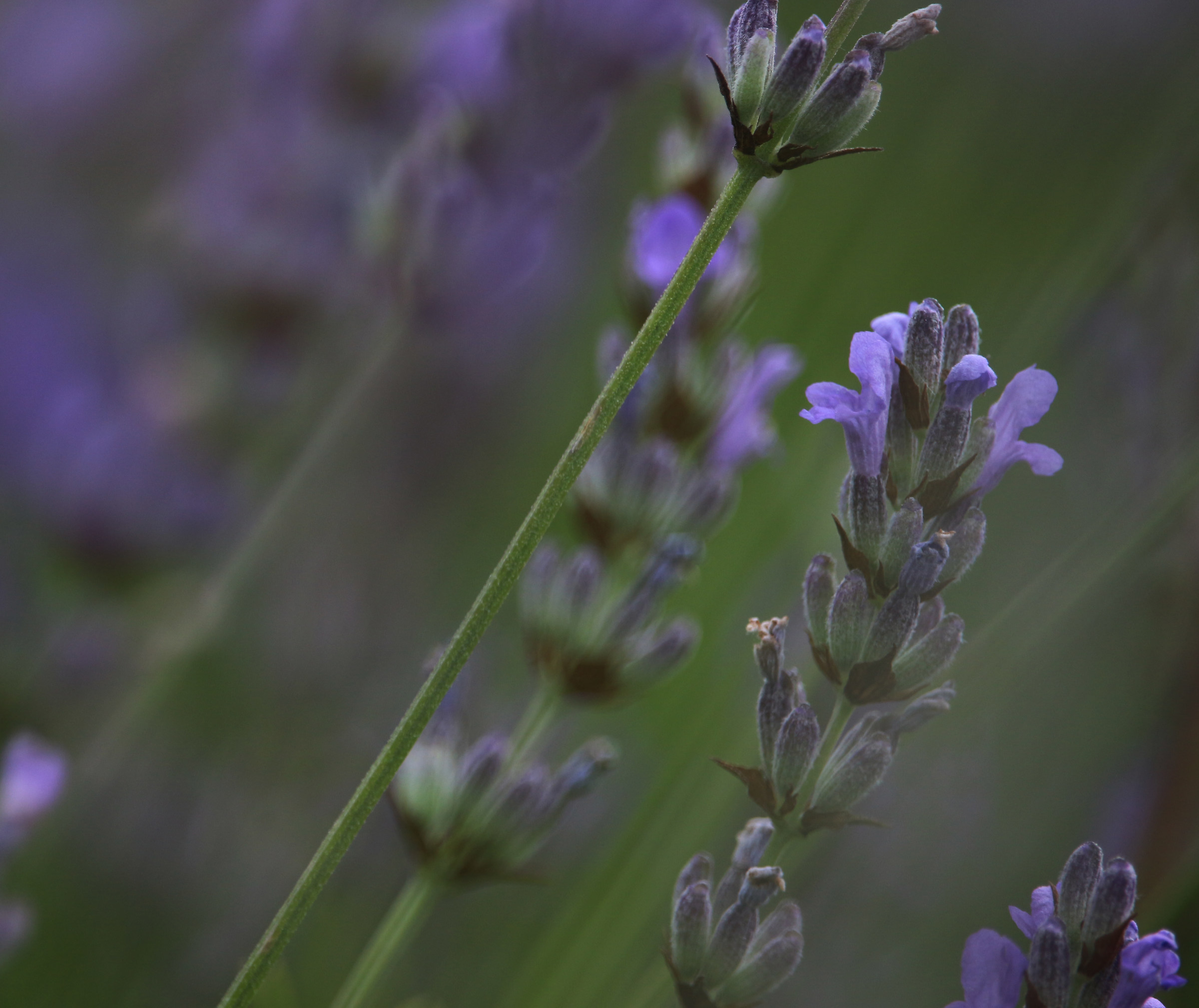 Profuno Lavender