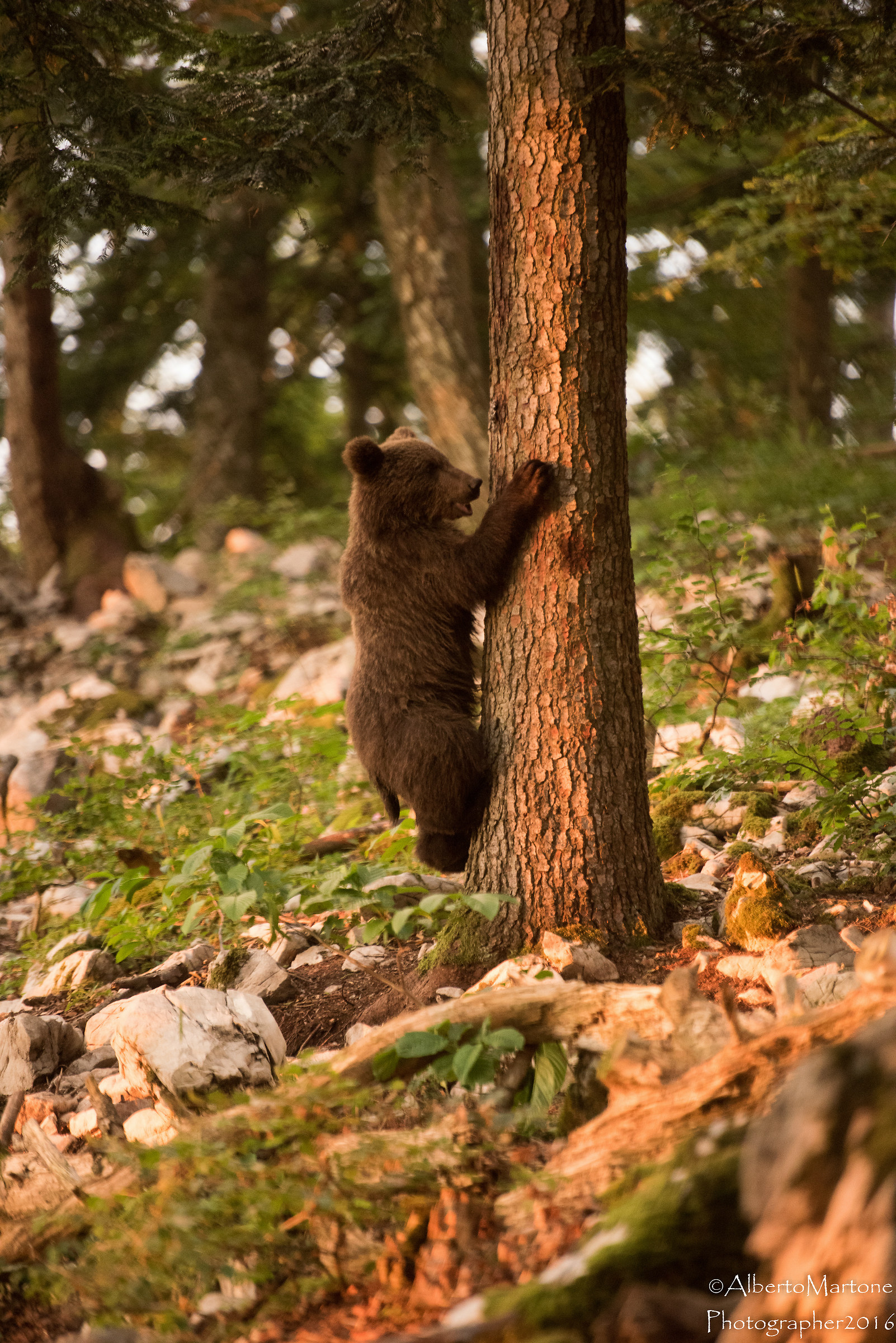 Riprovo su questo albero................