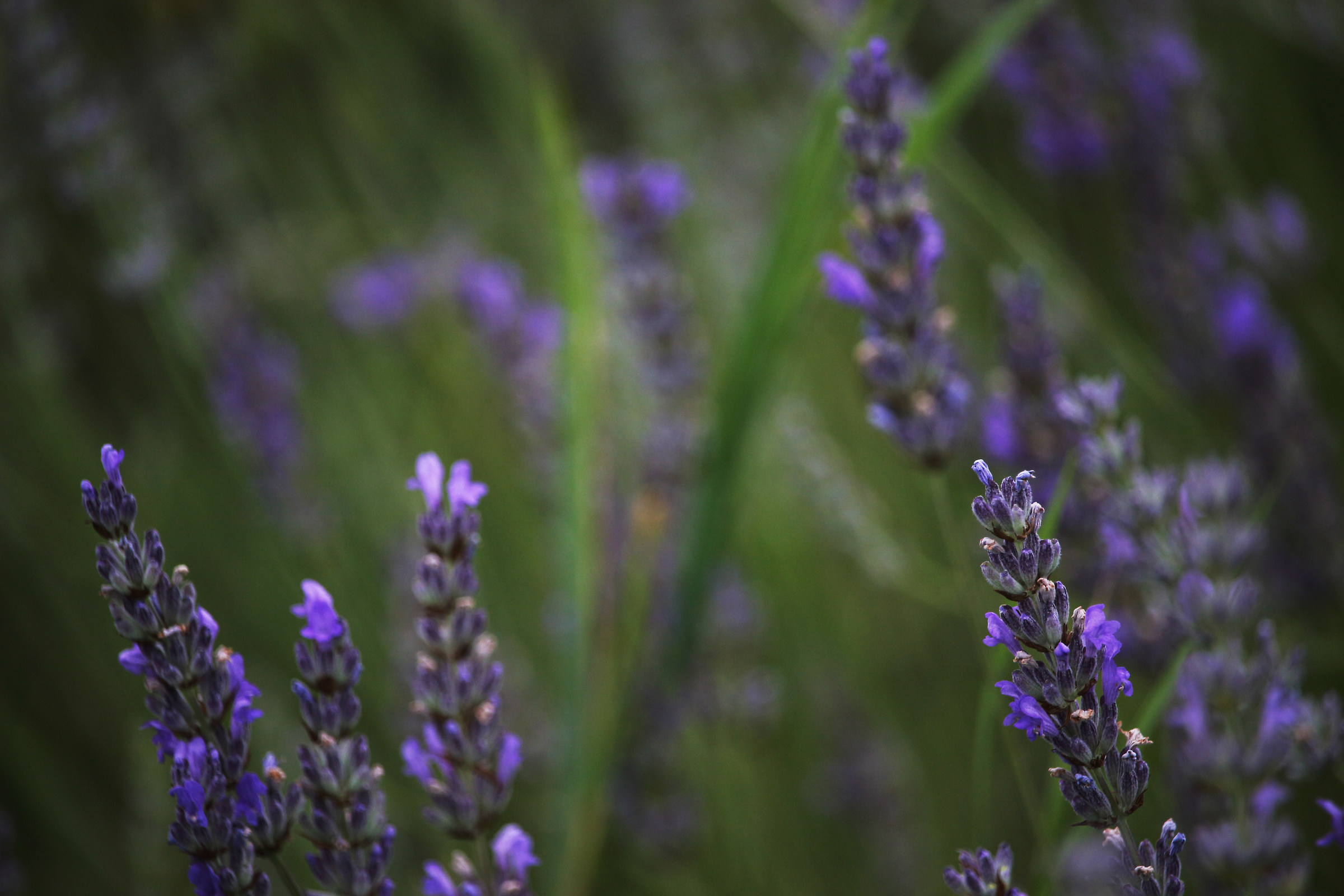 Between the green and lilac