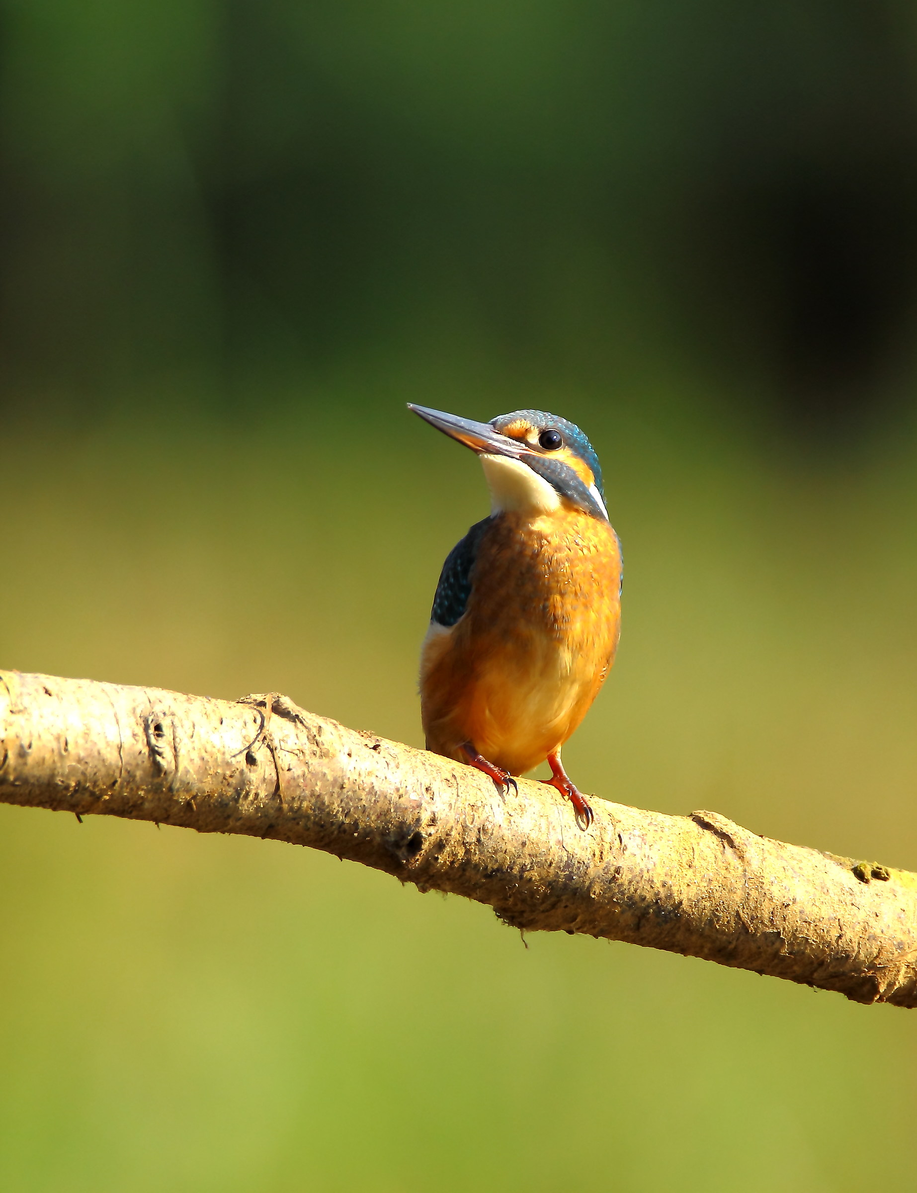 Kingfisher