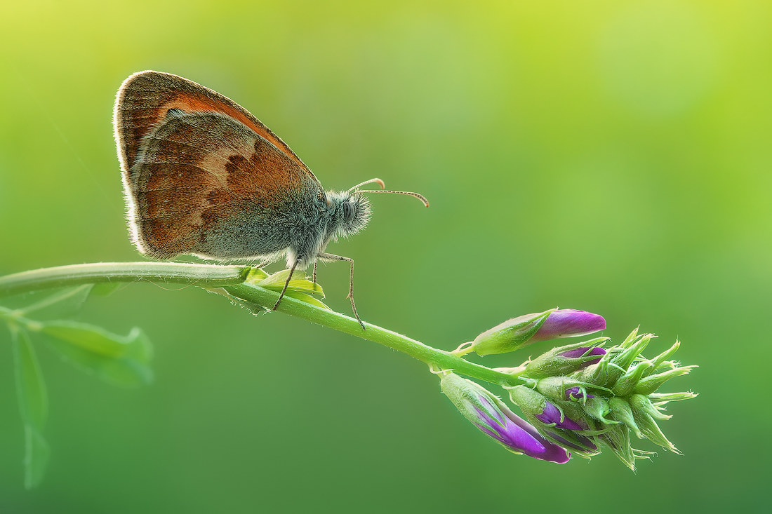 Coenonympha Pamphilius