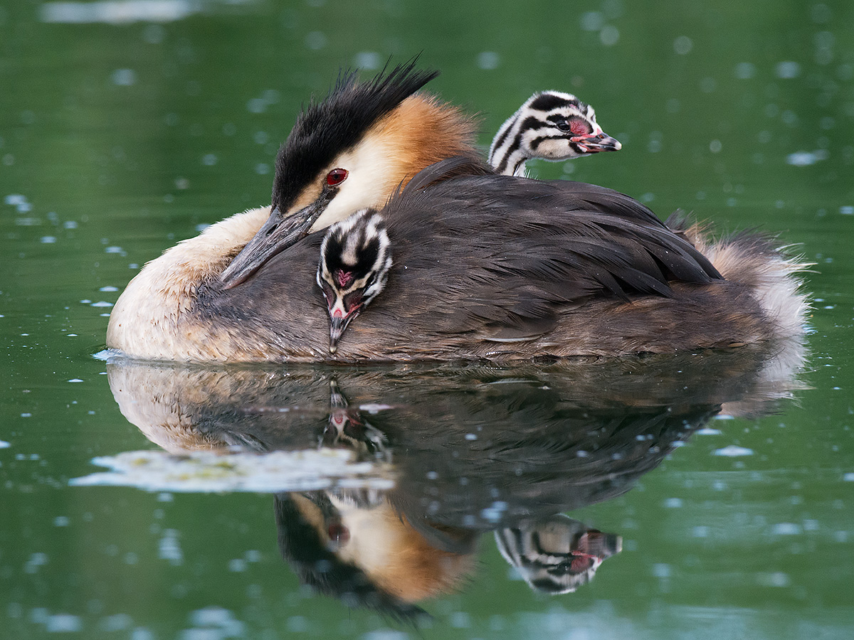 Grebe with small