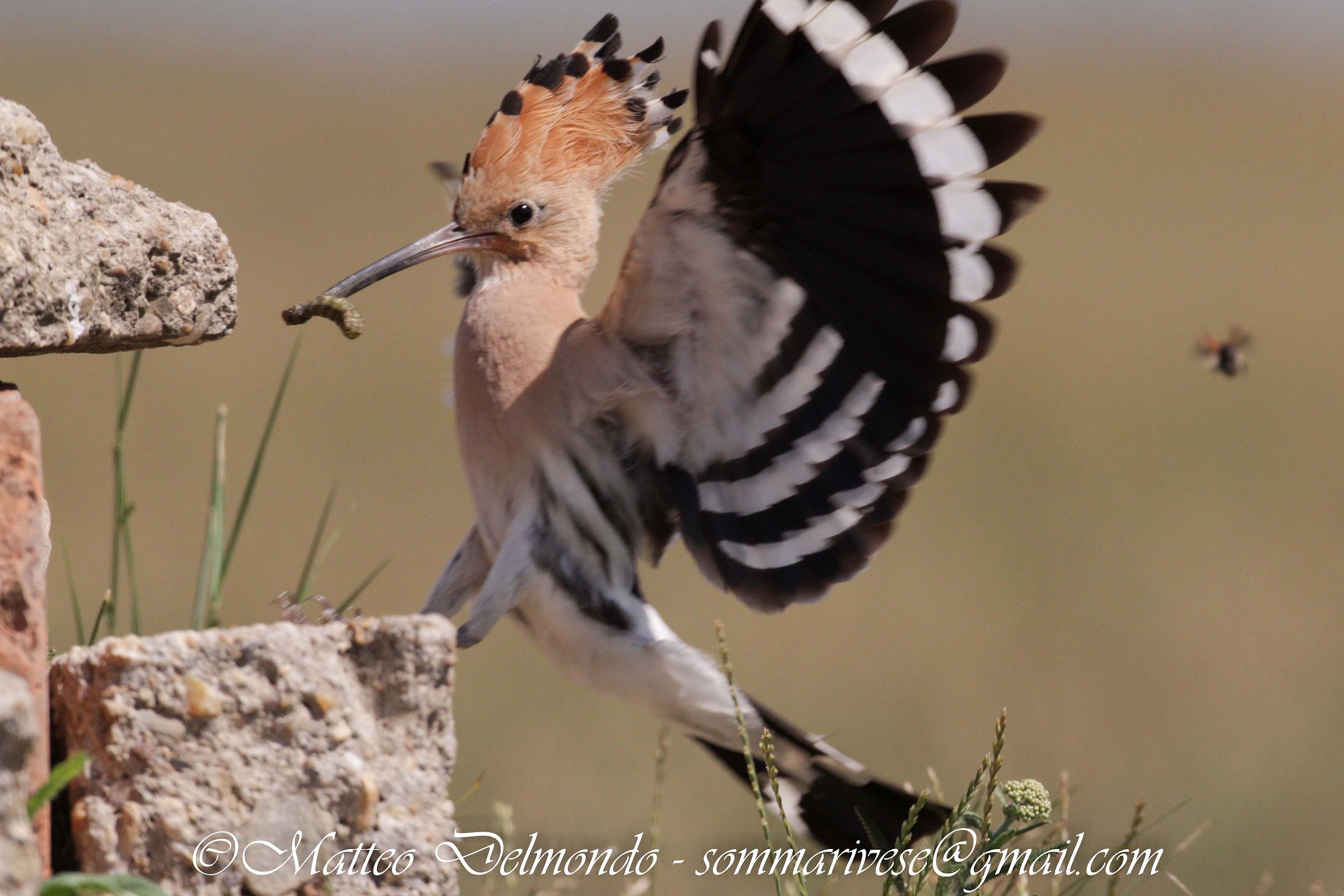 Hoopoe