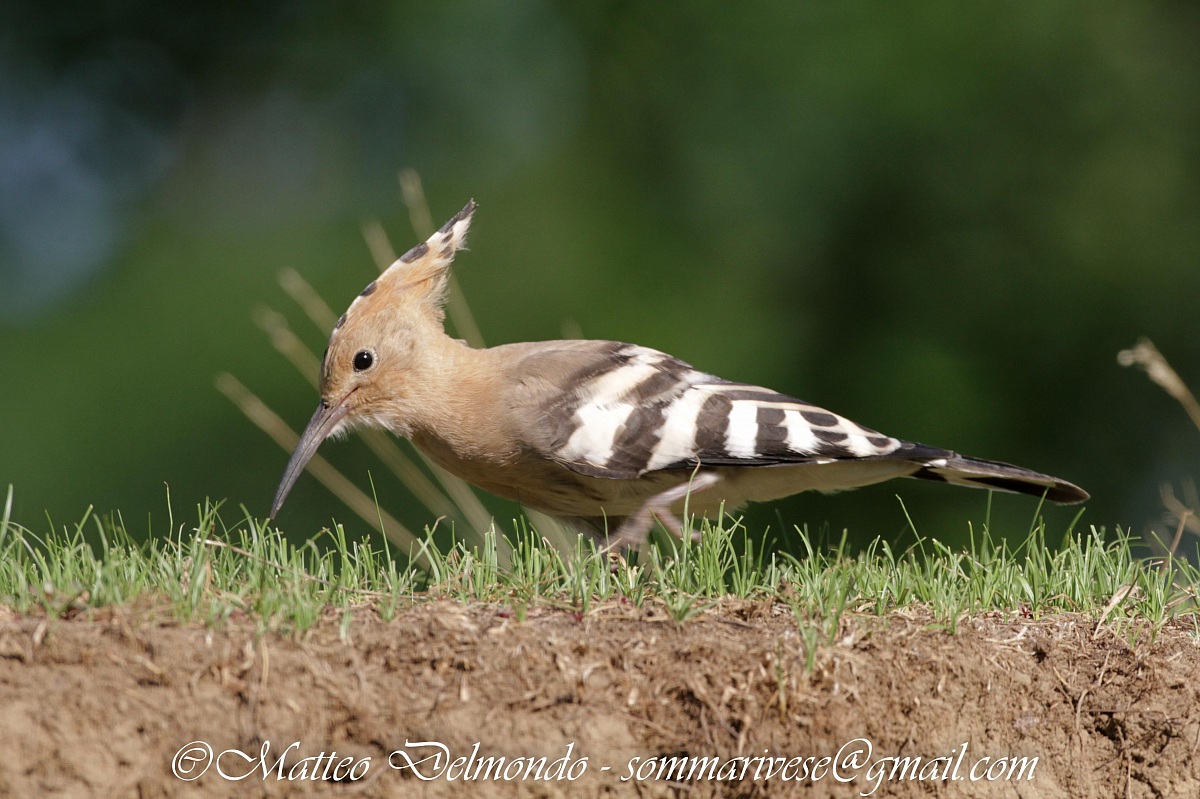 Hoopoe