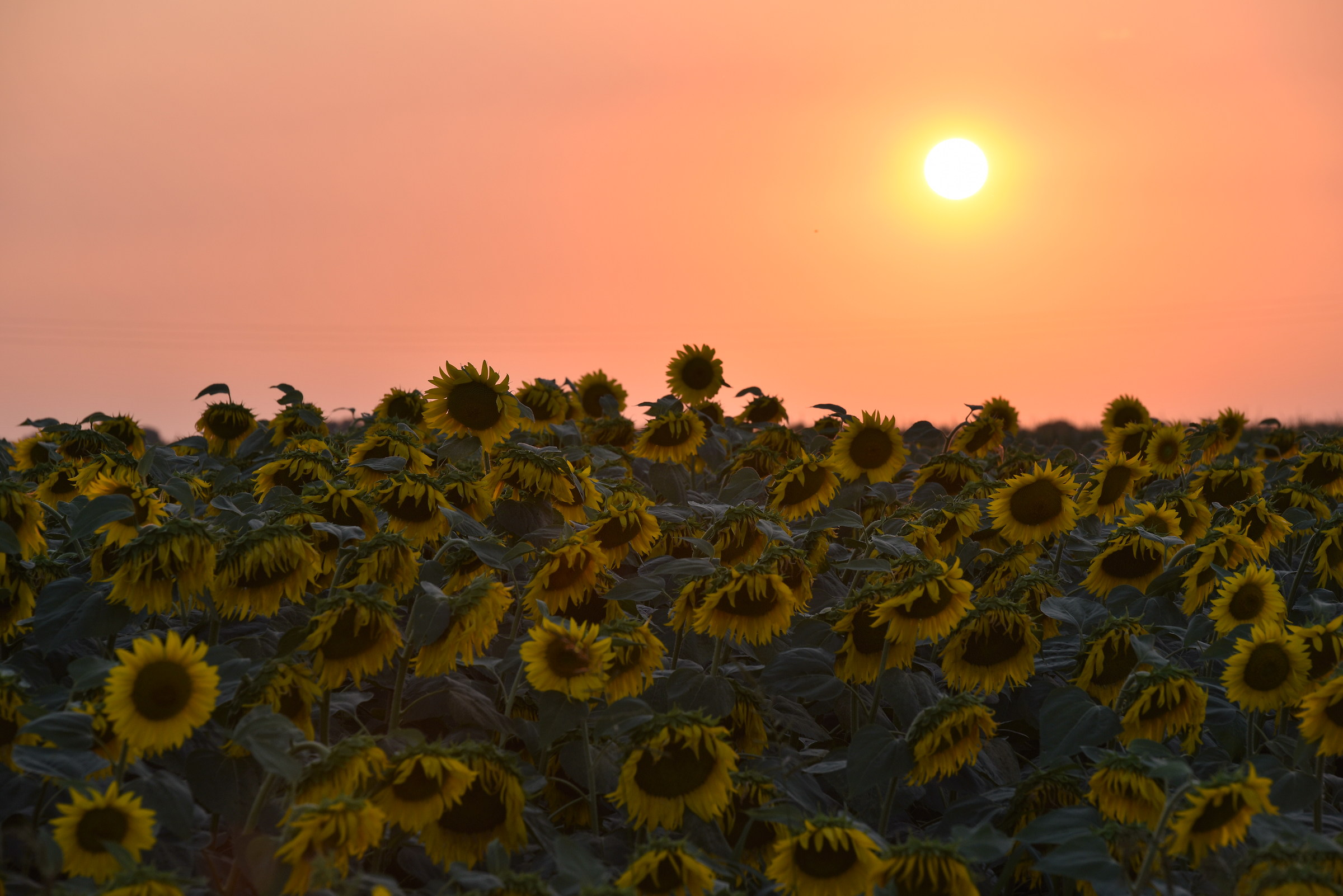 sunflowers