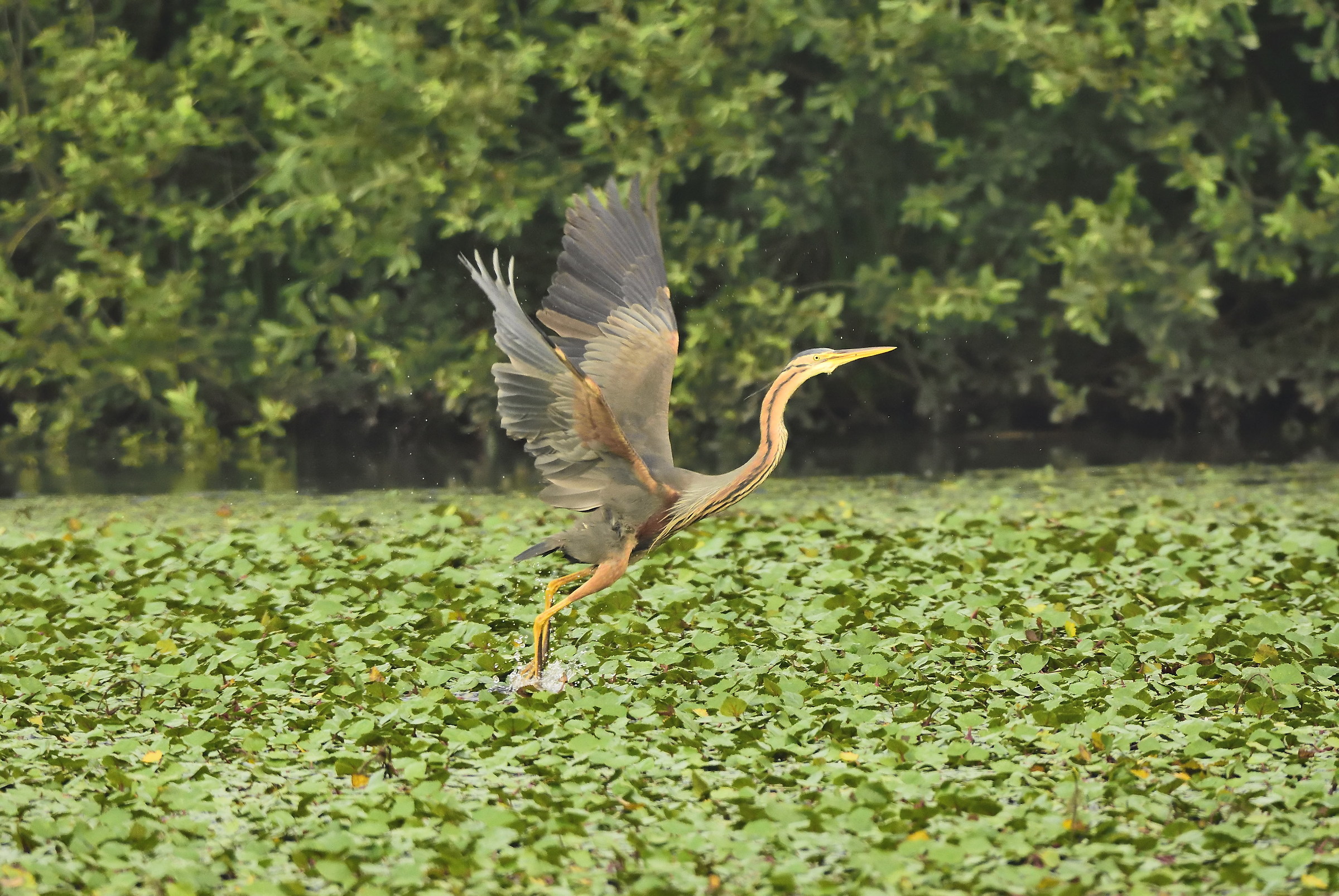 purple heron
