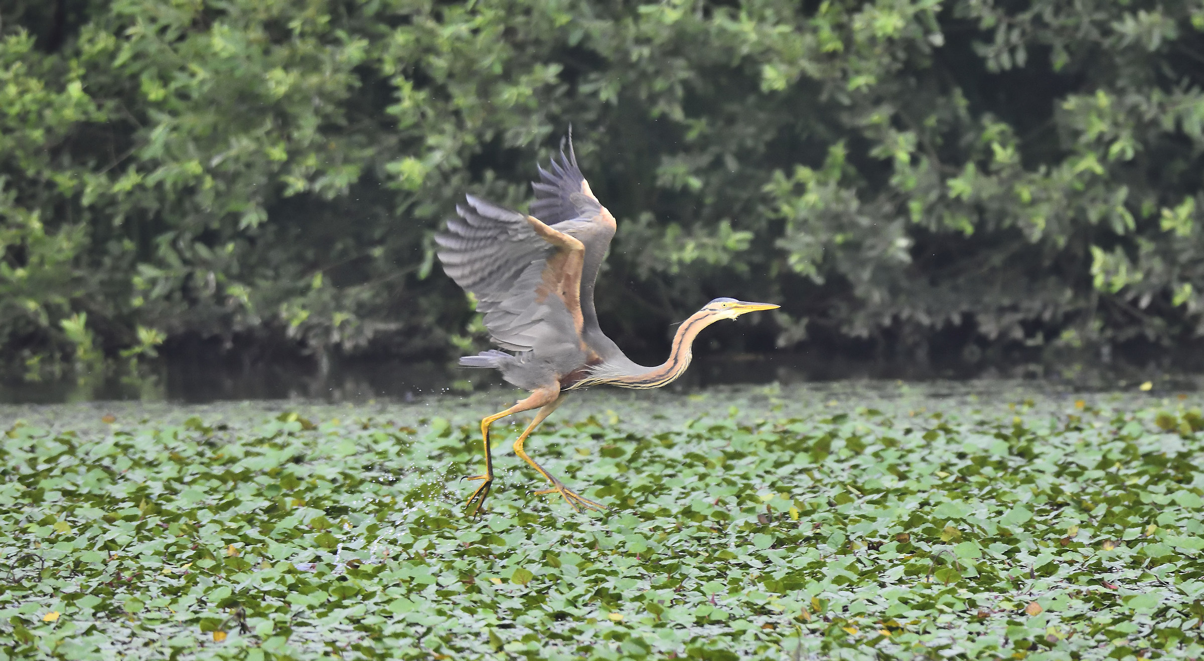 purple heron