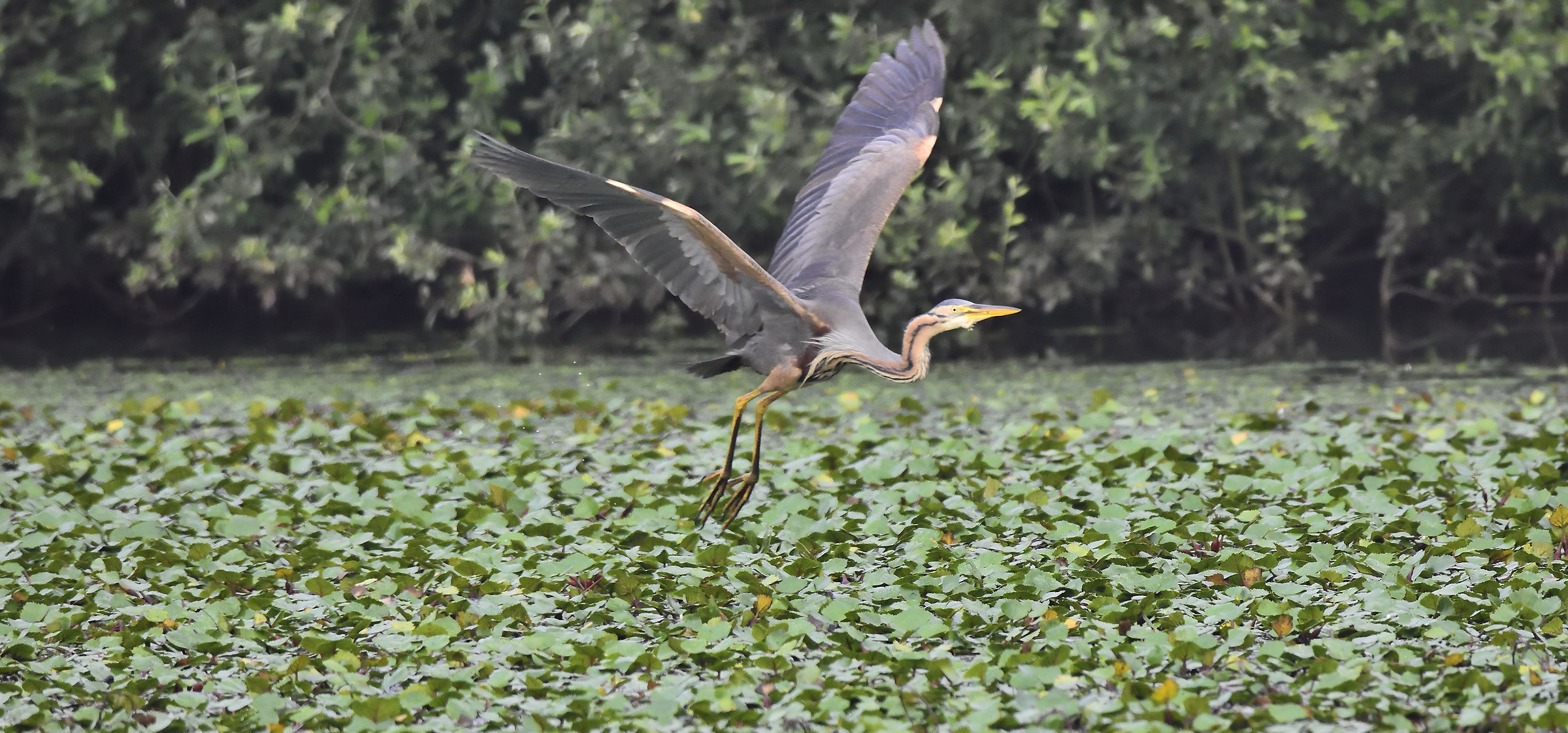 purple heron
