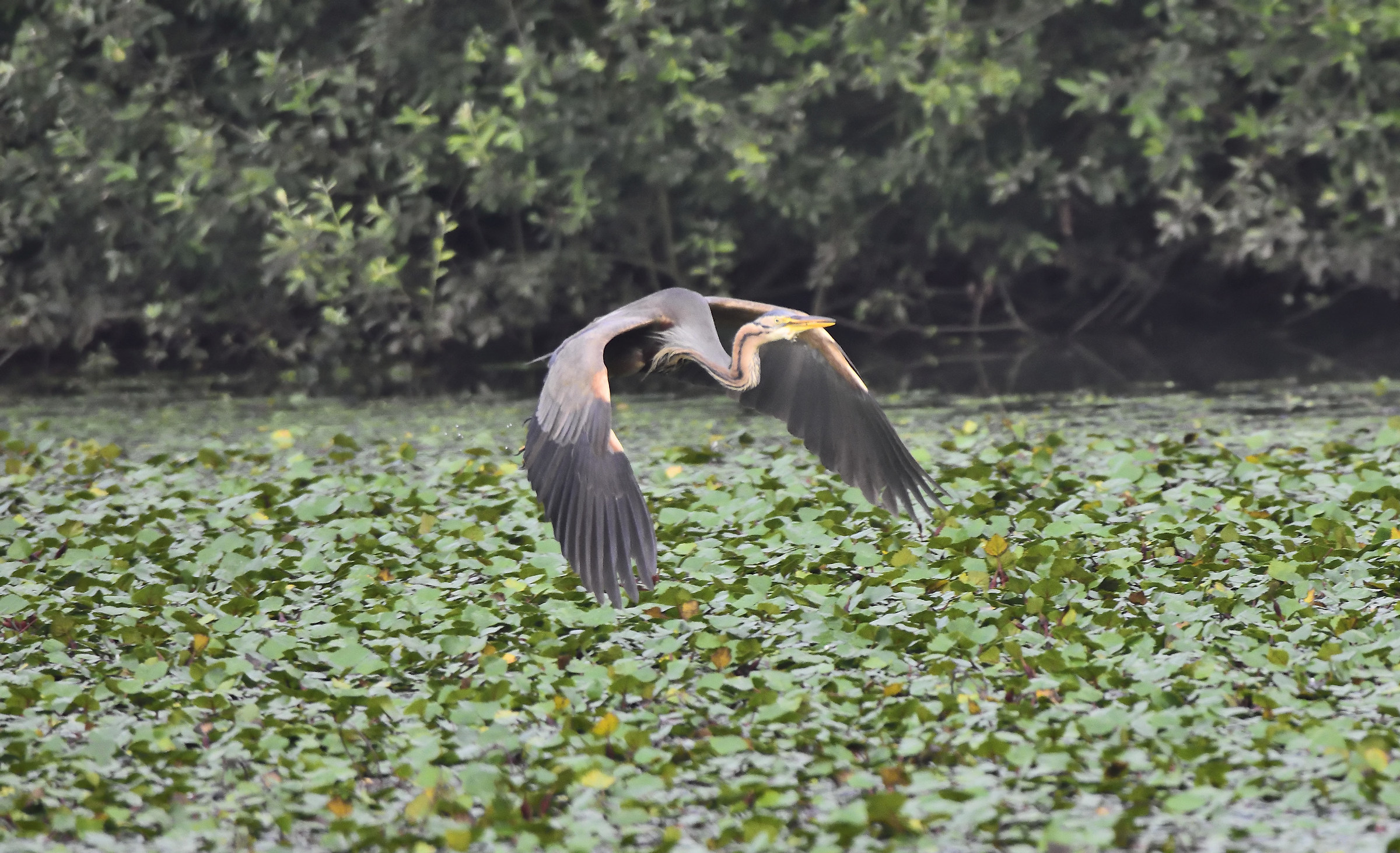 purple heron