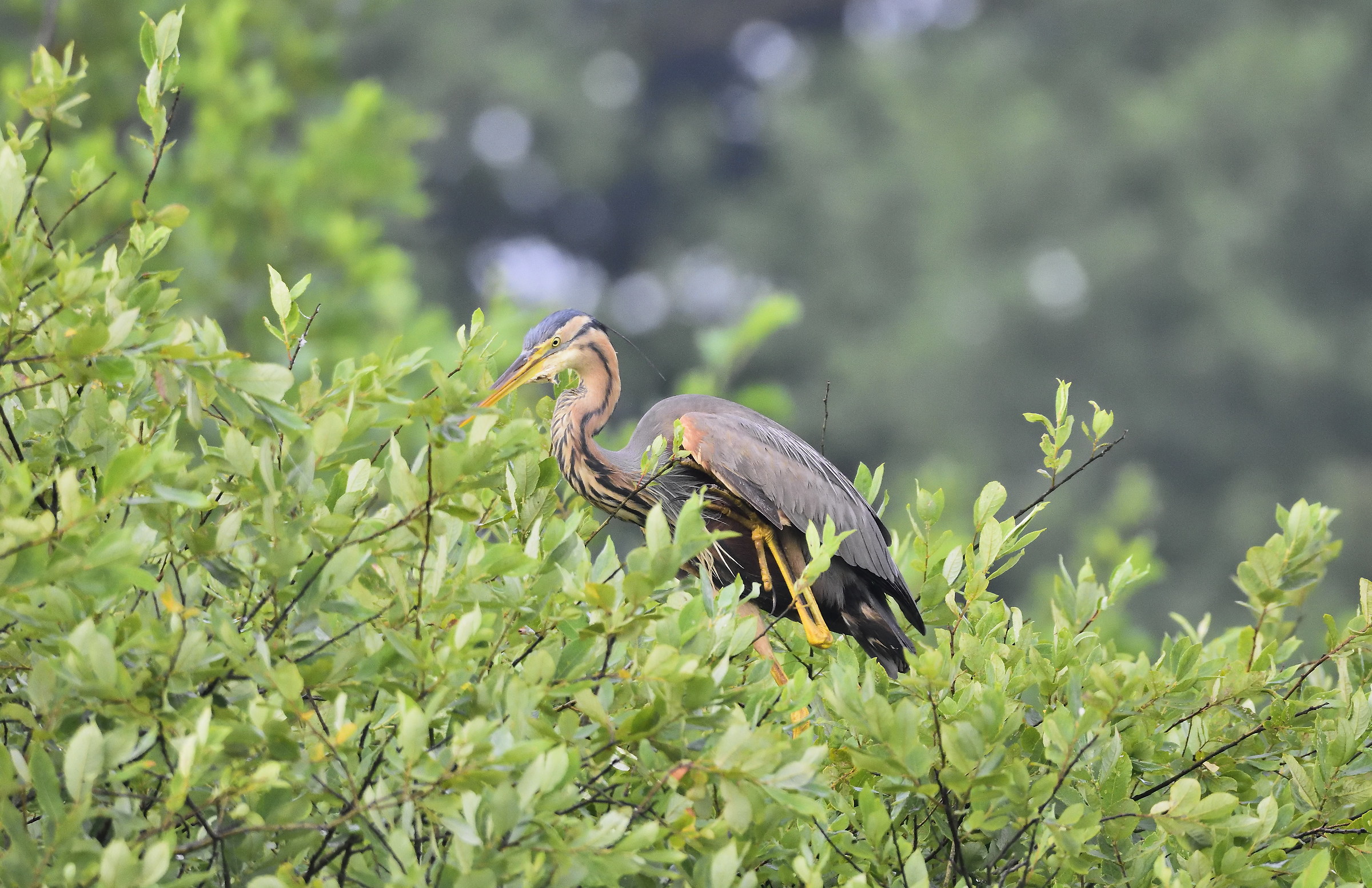 purple heron