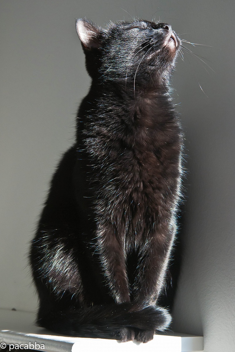 Thalassotherapy feline