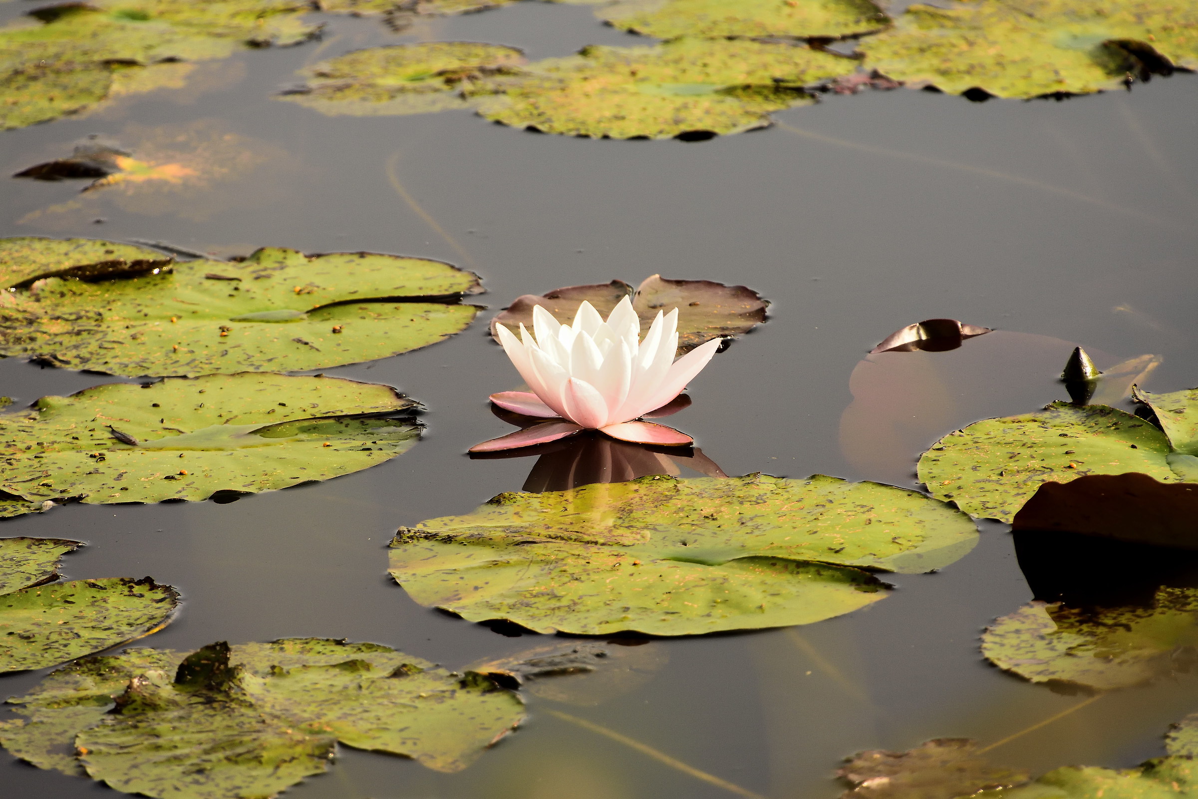 Lotus flower