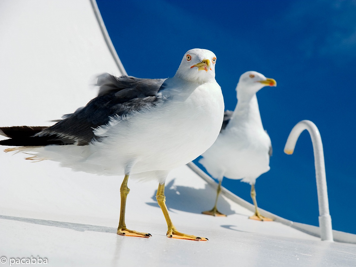 The two gulls