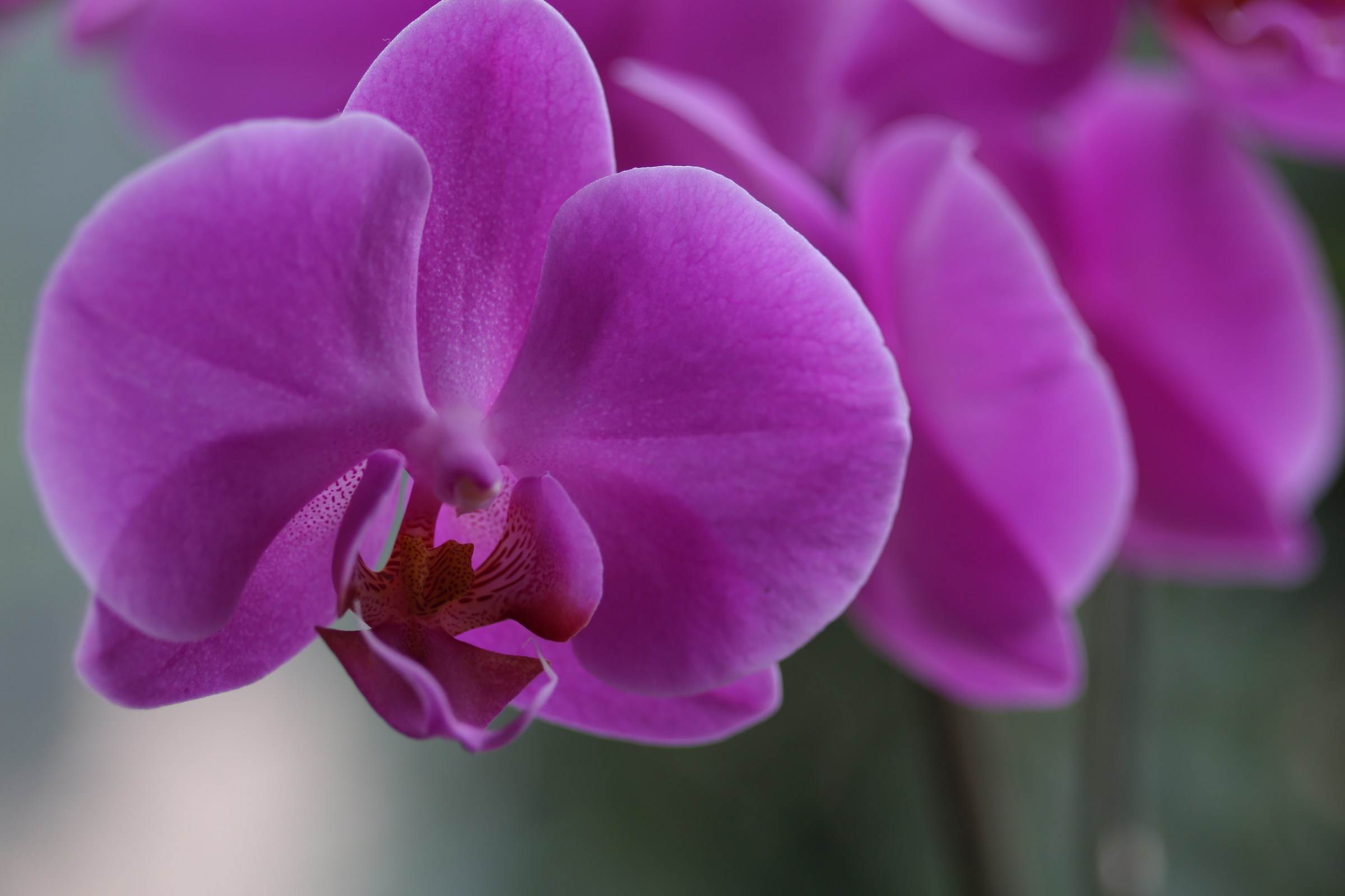 orchidee
