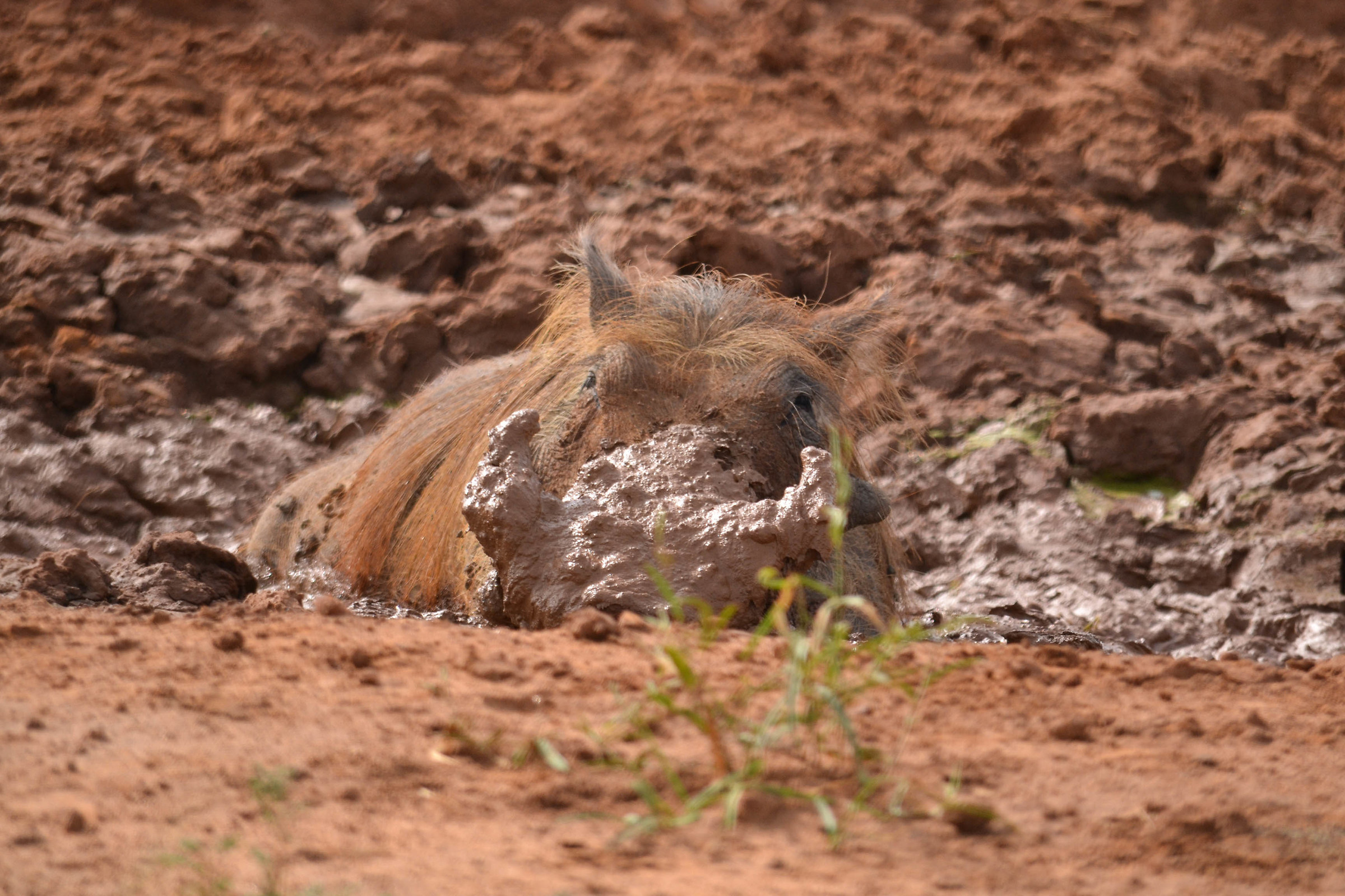 playing in the mud 2