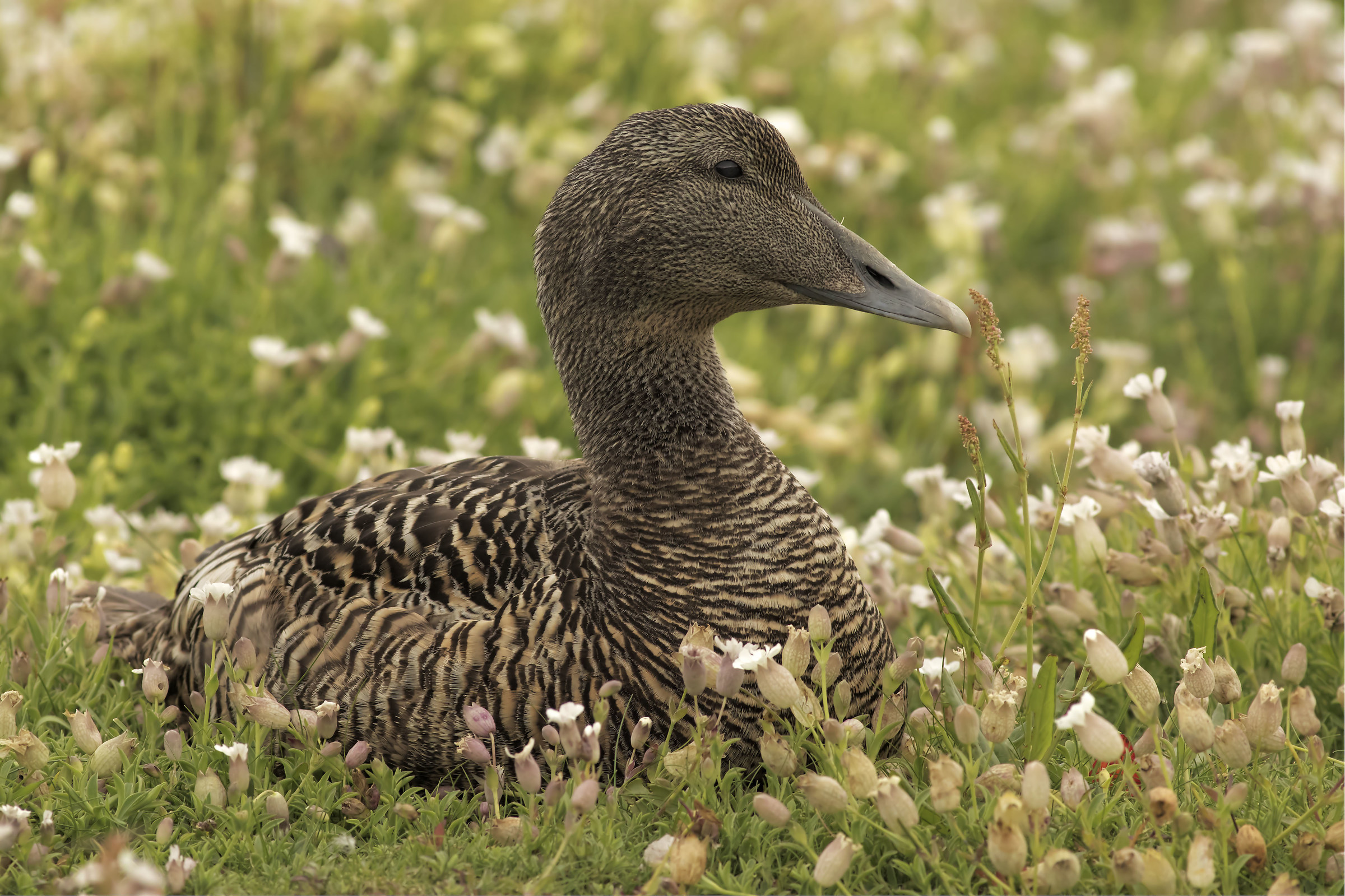 Femmina di Eider Comune
