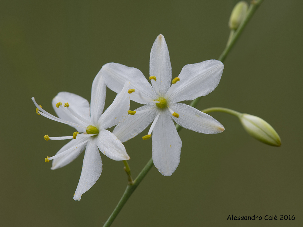 Anthericum ramosus 4399