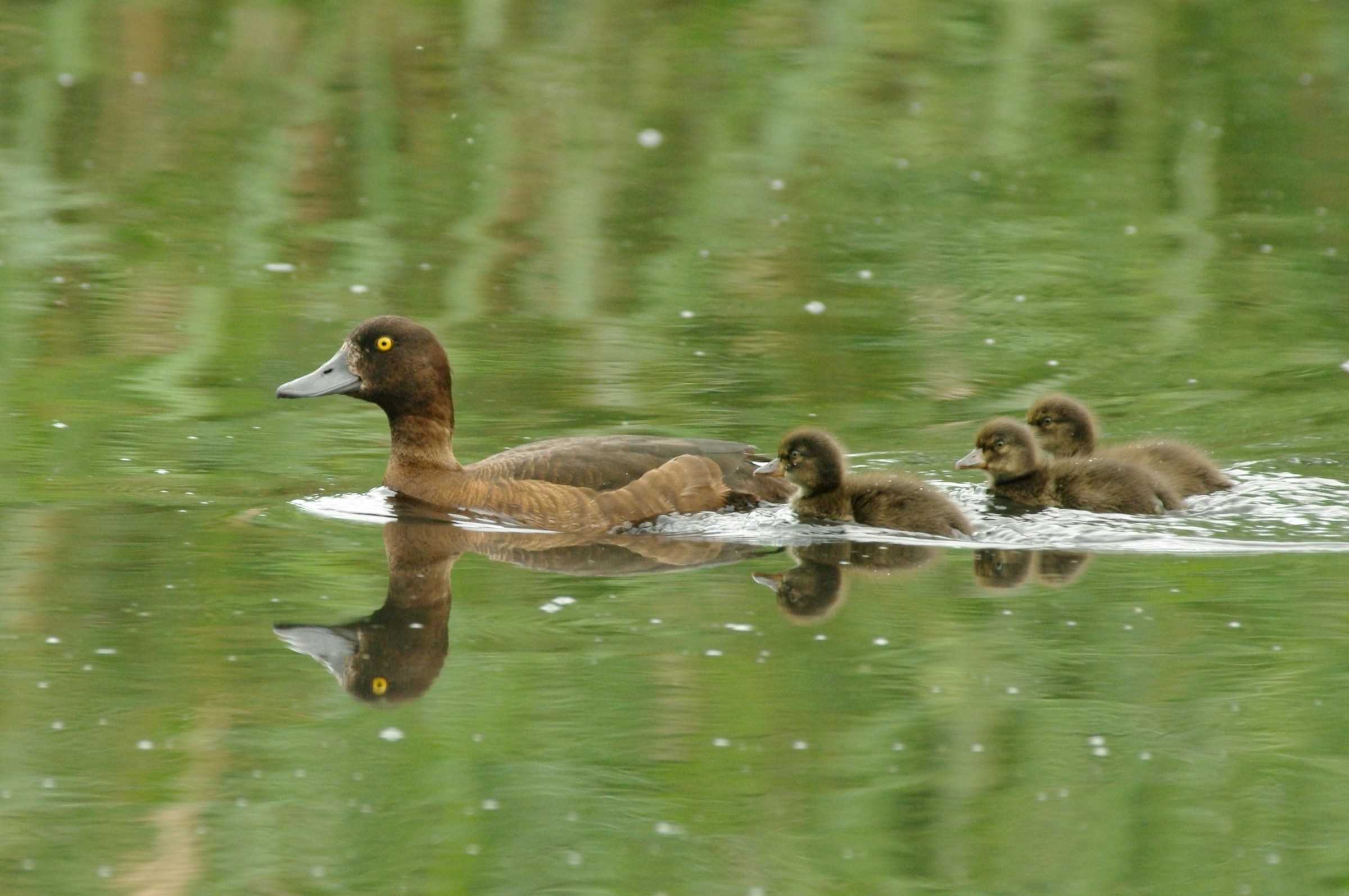 Moretta (Aythya fuligula)