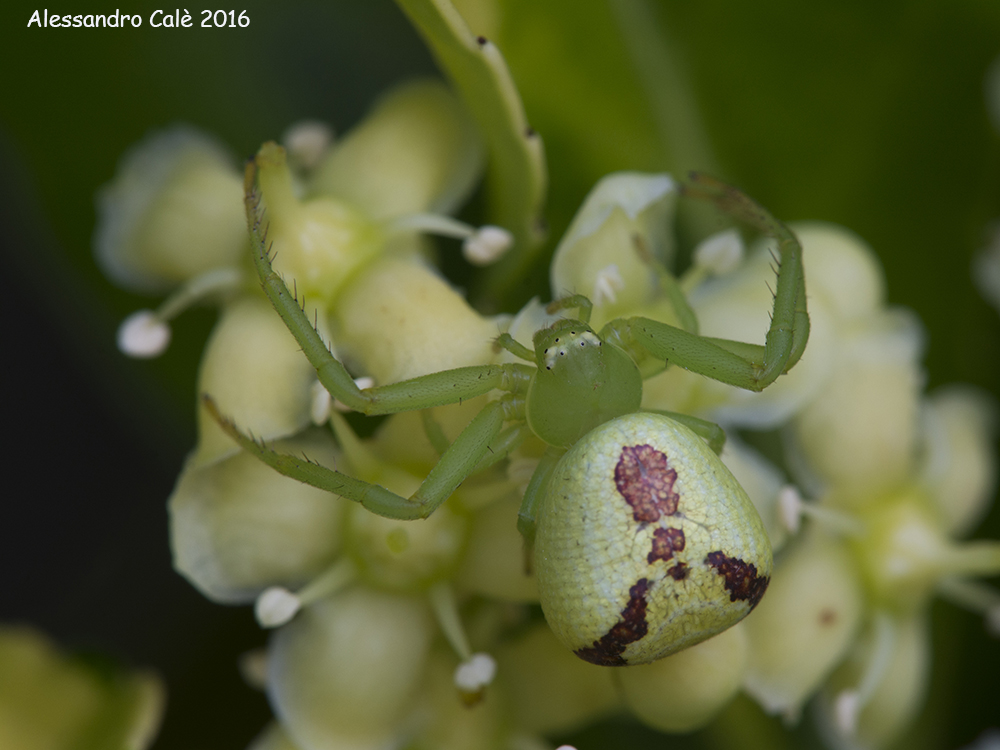 Ebrechtella tricuspidata (femmina) 4277