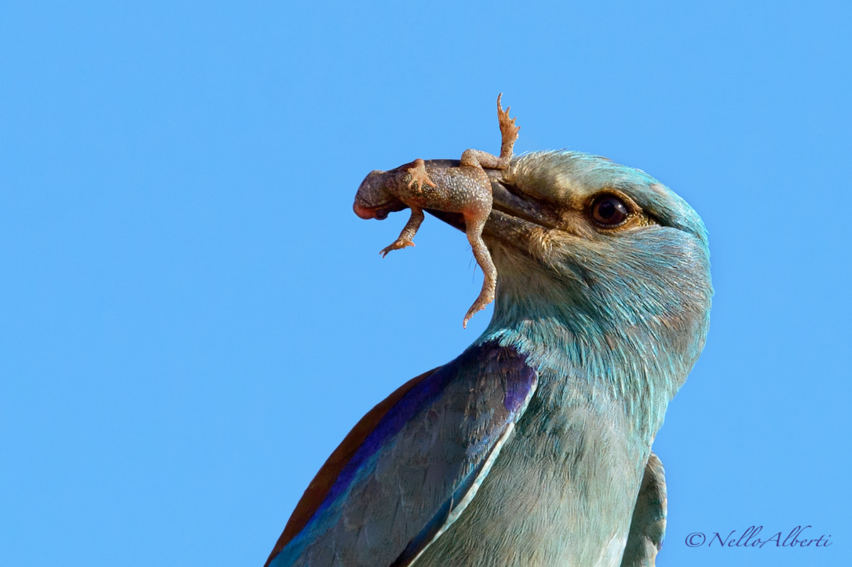 Ghiandaia  Marina in dieta mediterranea