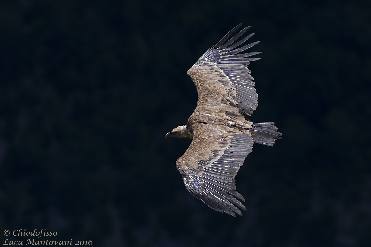 Griffon Vulture in the Verdon Gorge