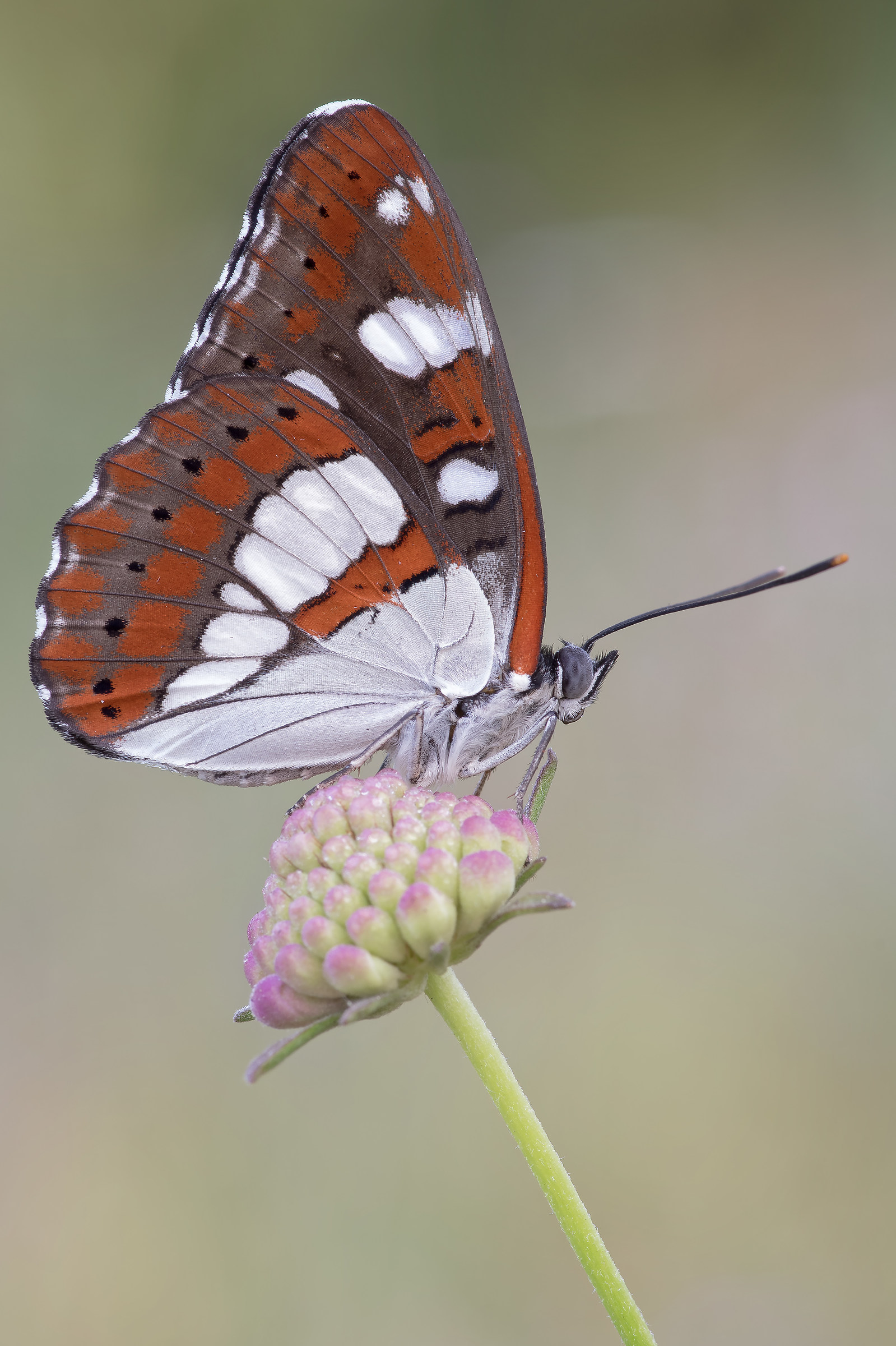 Limenitis reducta - Pixel shift