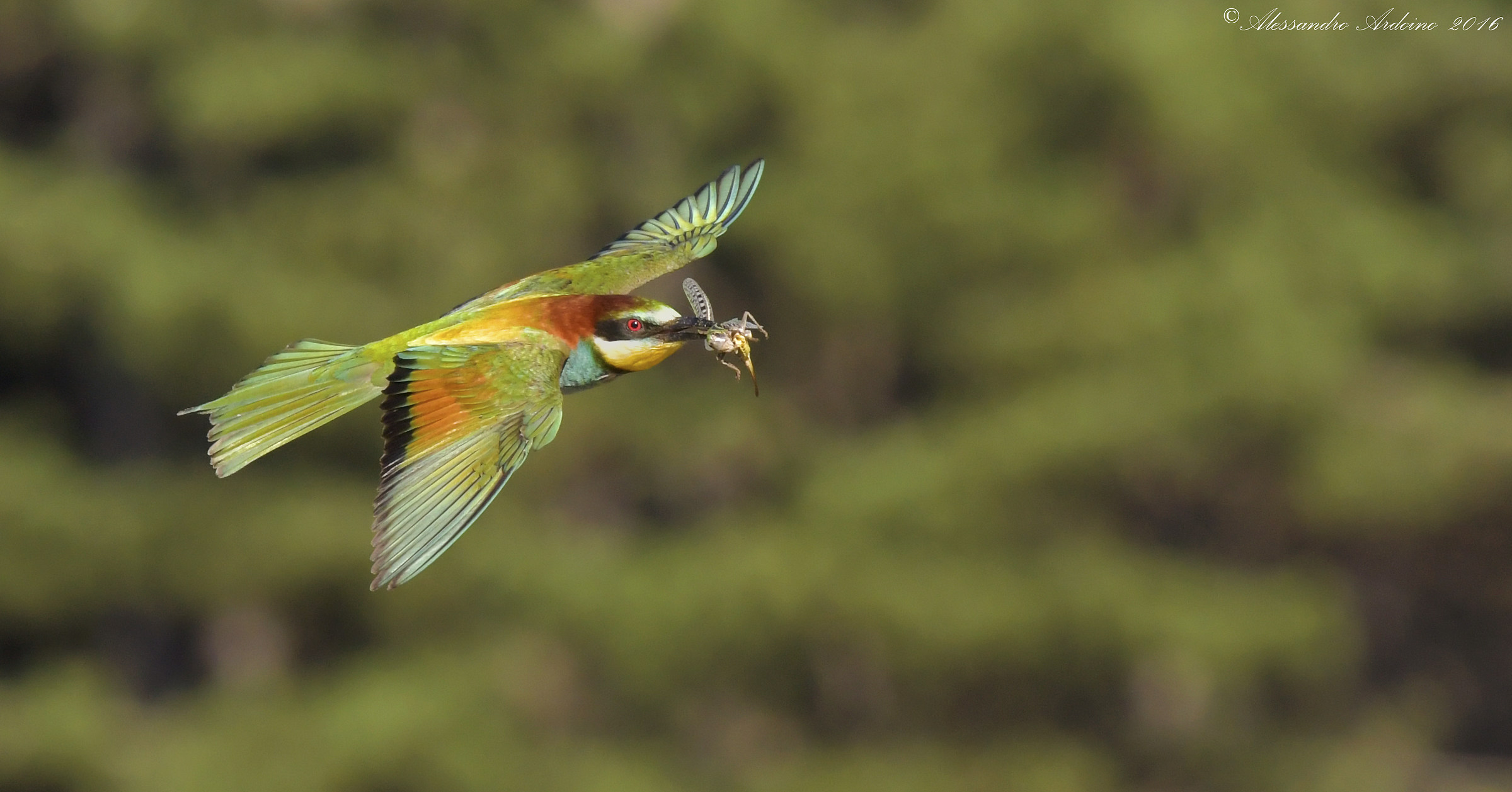 Bee-eater with prey ...