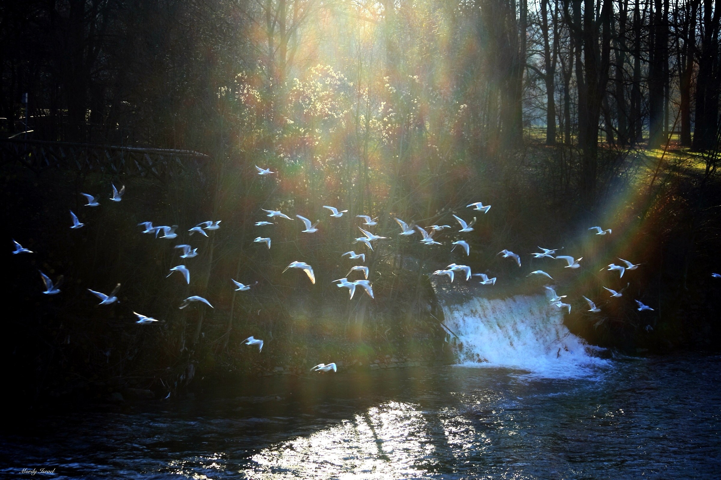 Pellerina Park (Turin)