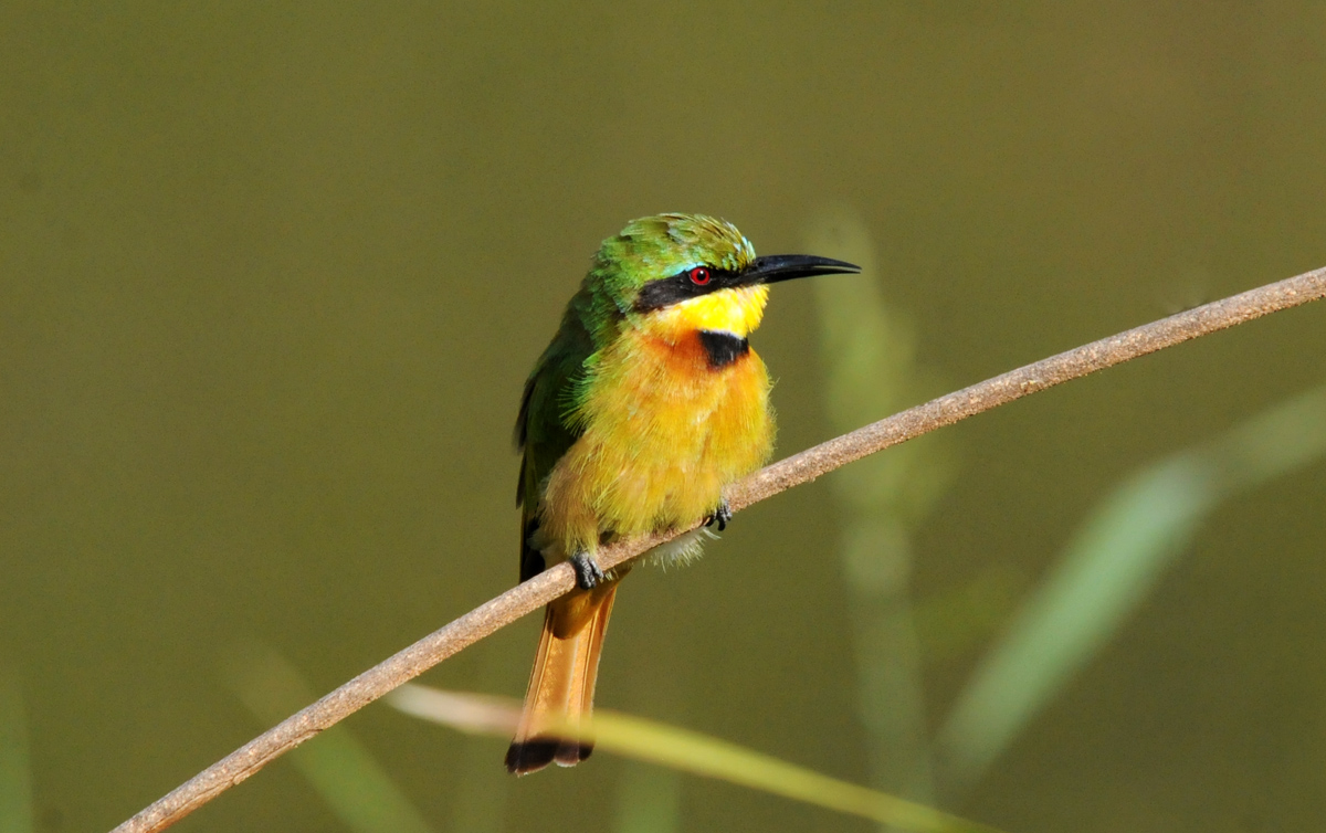 Bee-eater= Little