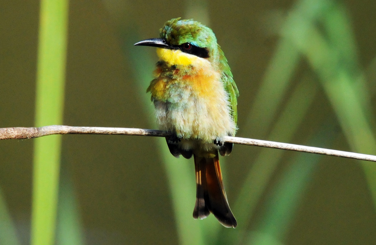 Bee-eater= Little Imm.