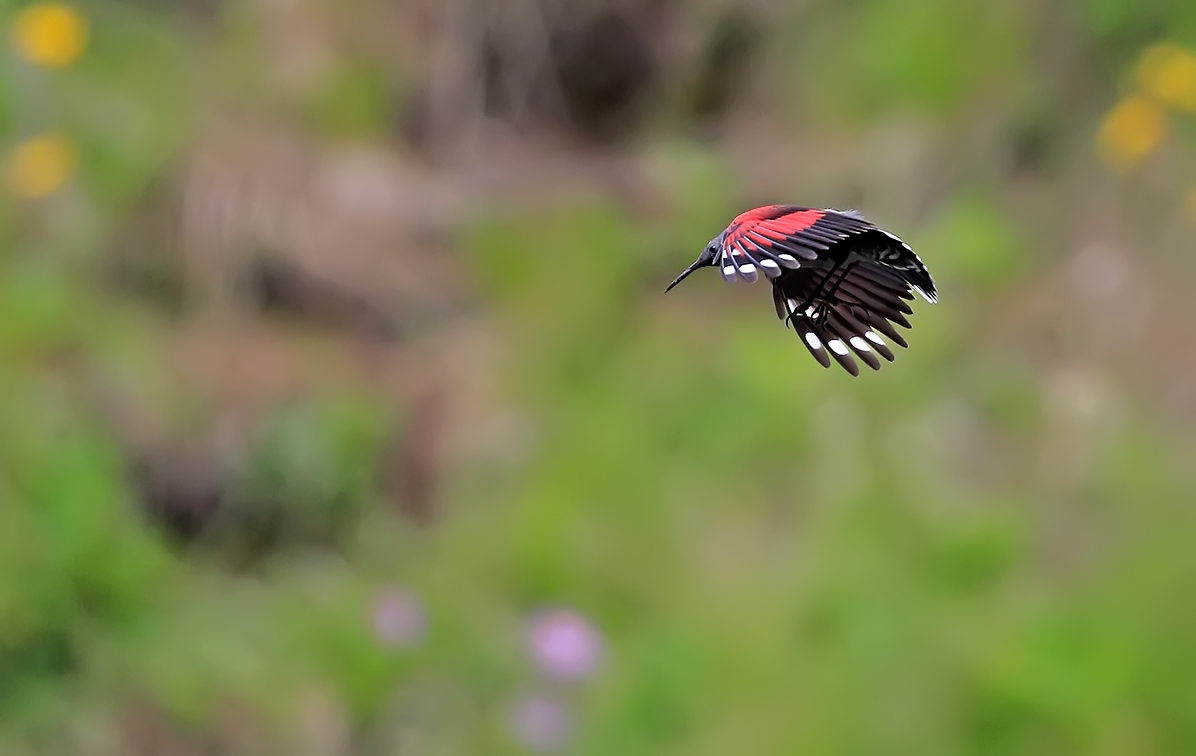 Woodpecker Muraiolo 2016