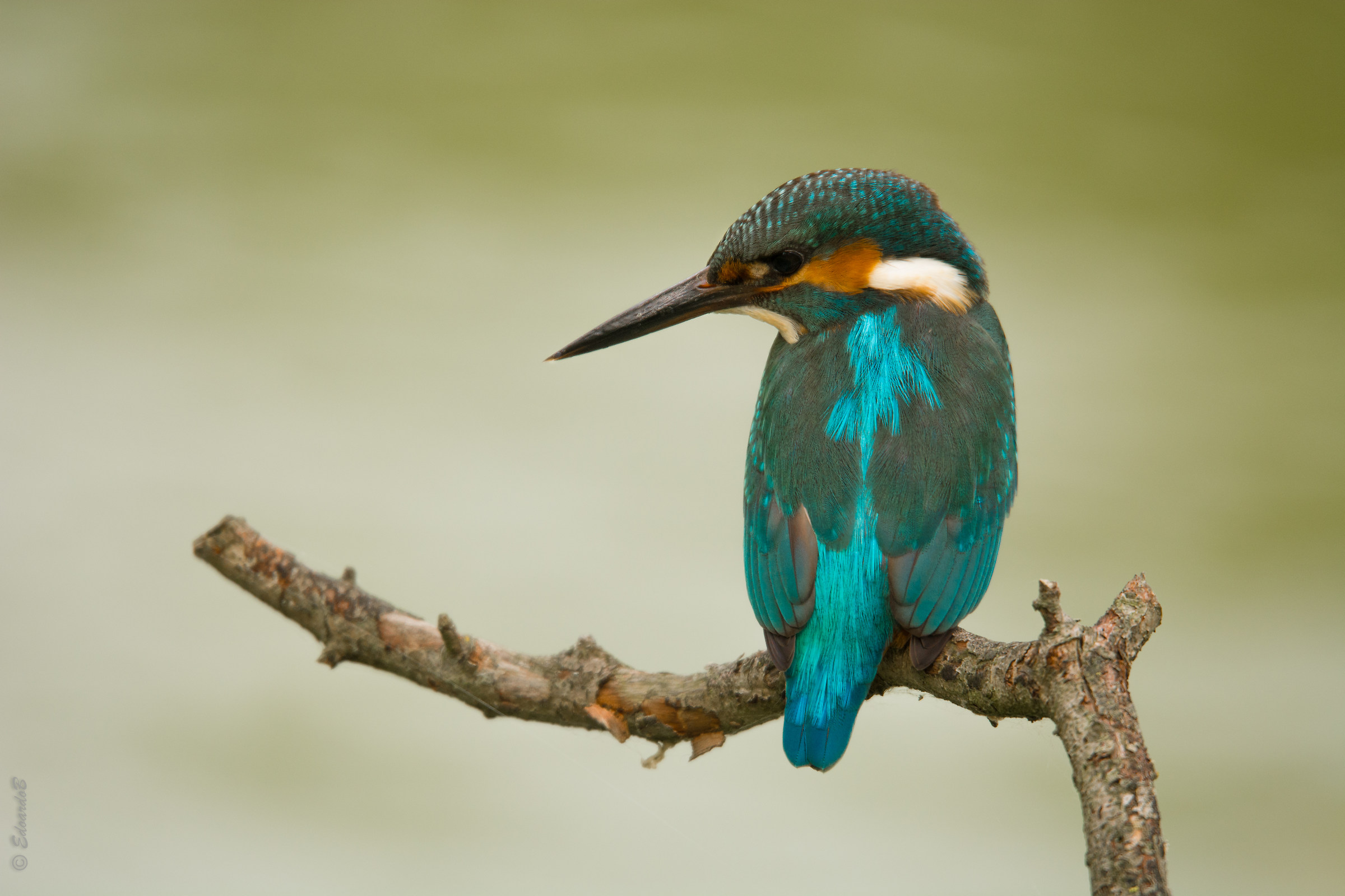 Kingfisher in the exploratory phase