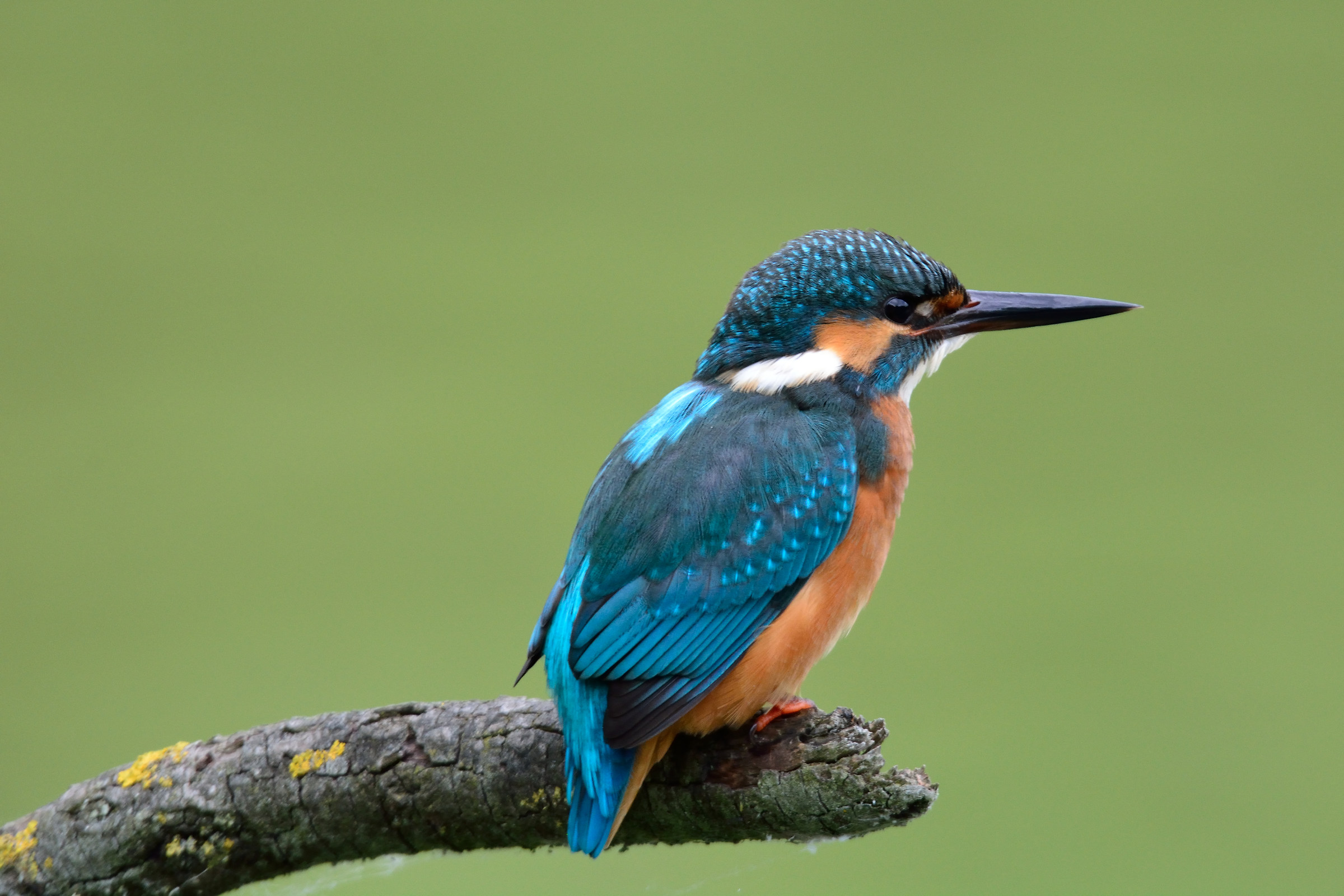 Kingfisher in the late afternoon