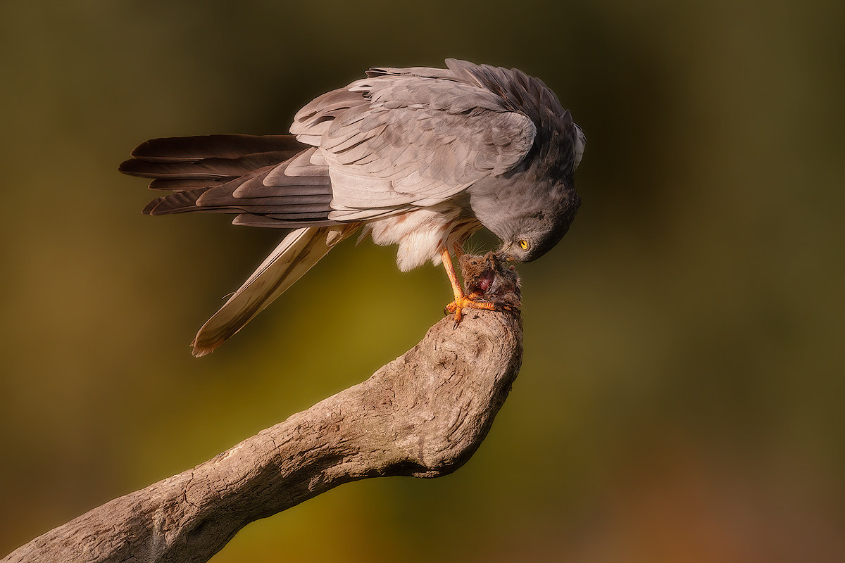 Harrier male and his rat