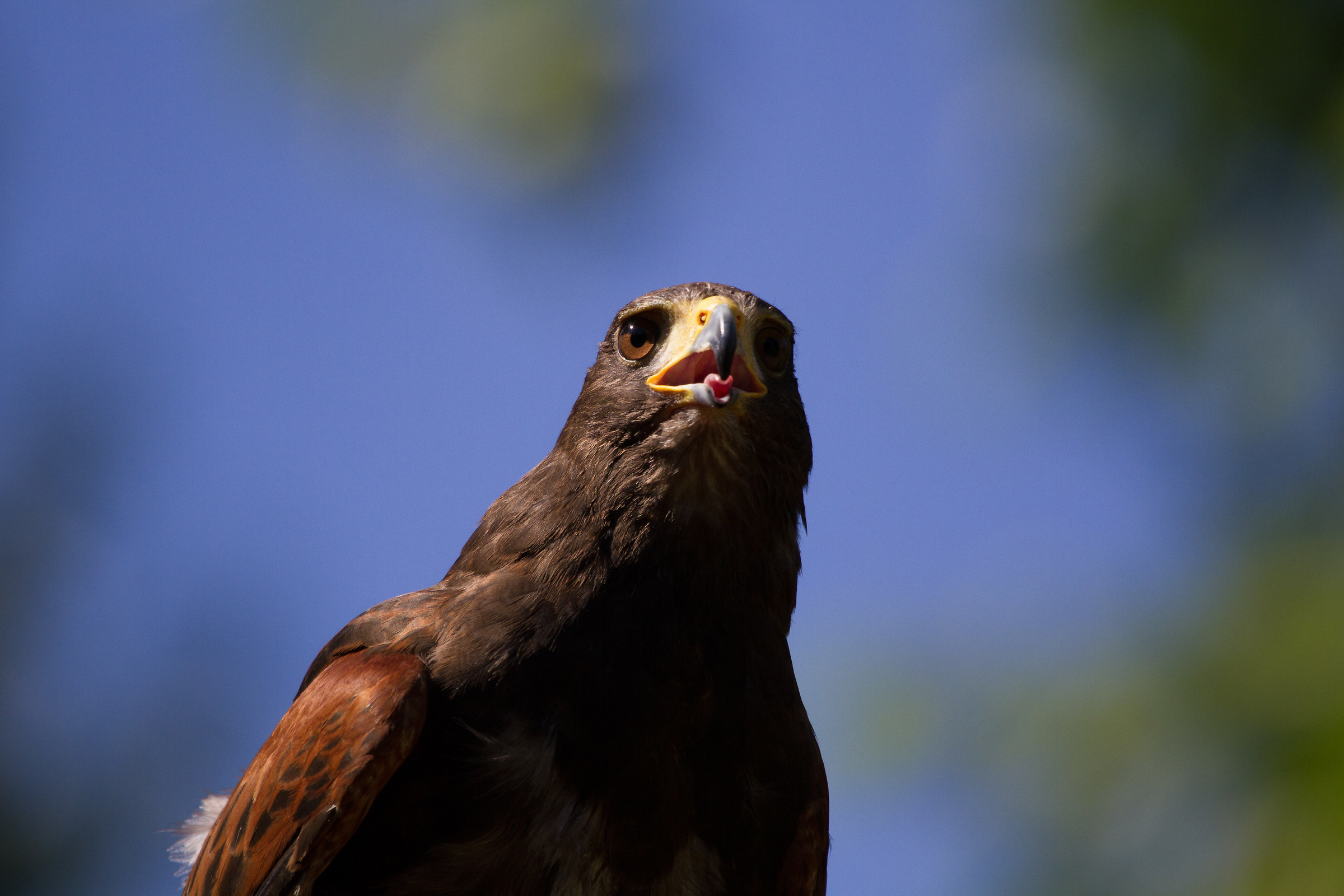 American buzzard captivity