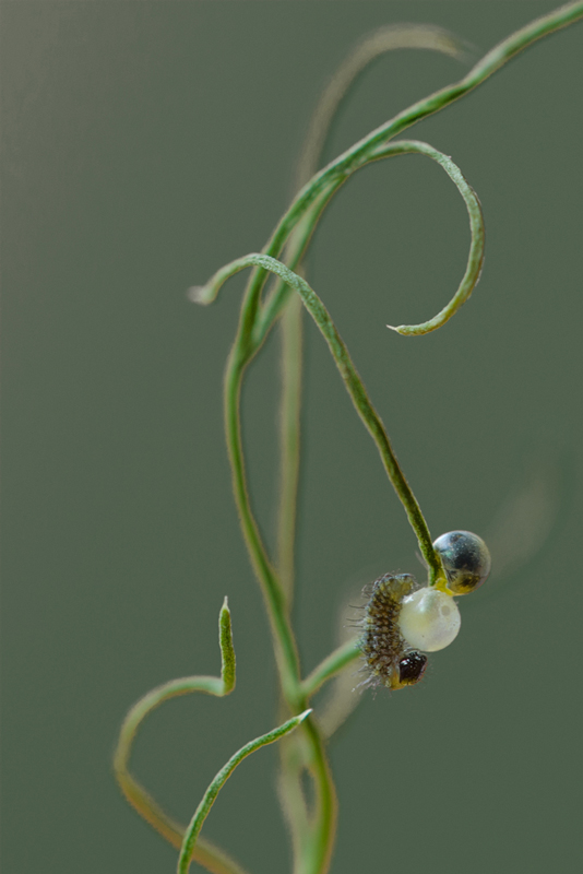 Birth of a caterpillar