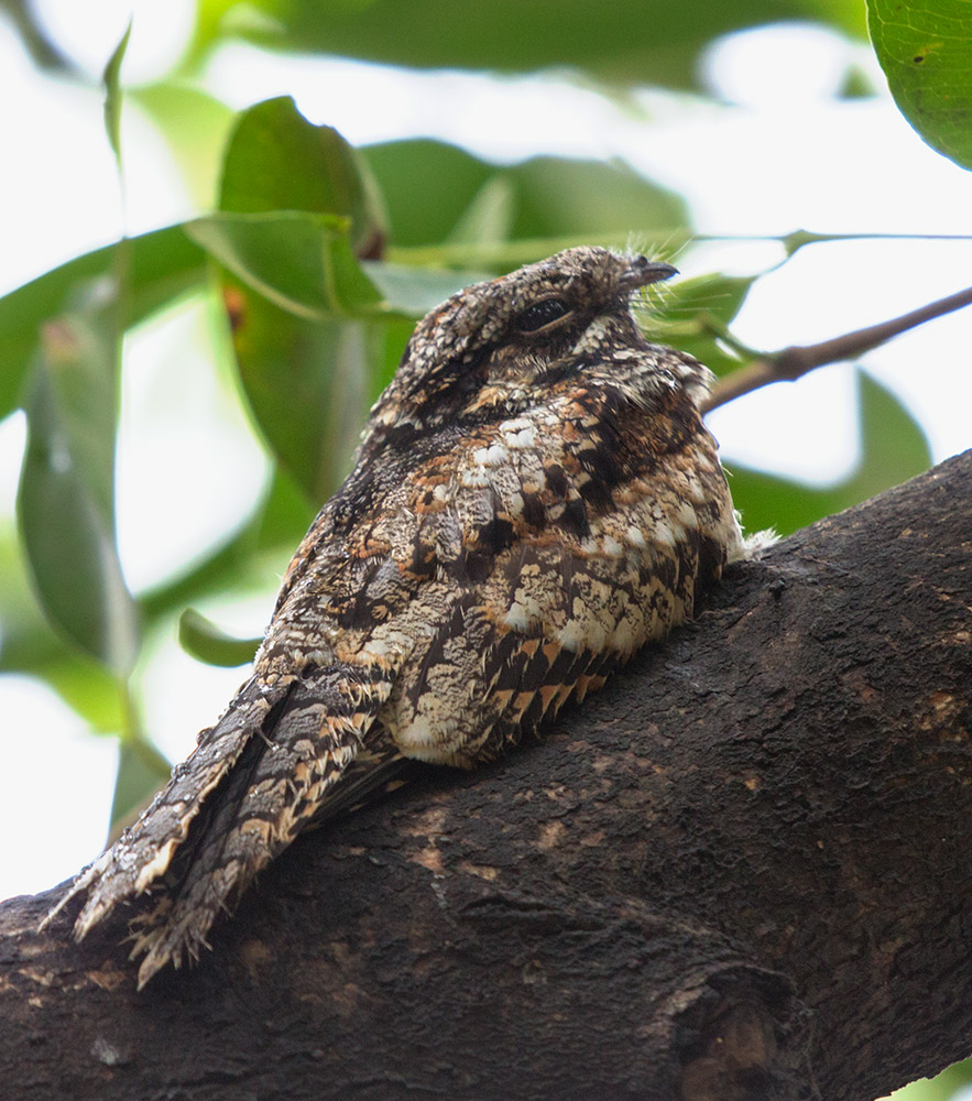 Another pose: Jungle Nightjar.