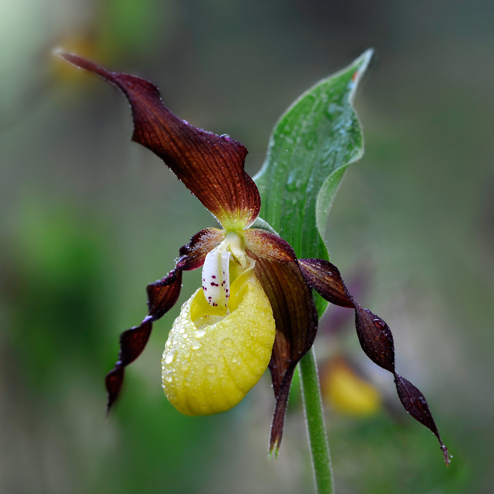Cypripedium calceolus