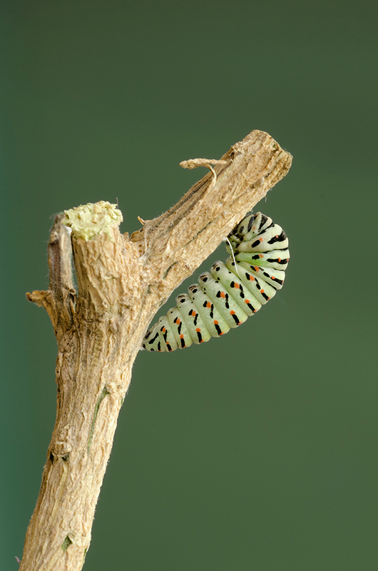 Before becoming a chrysalis