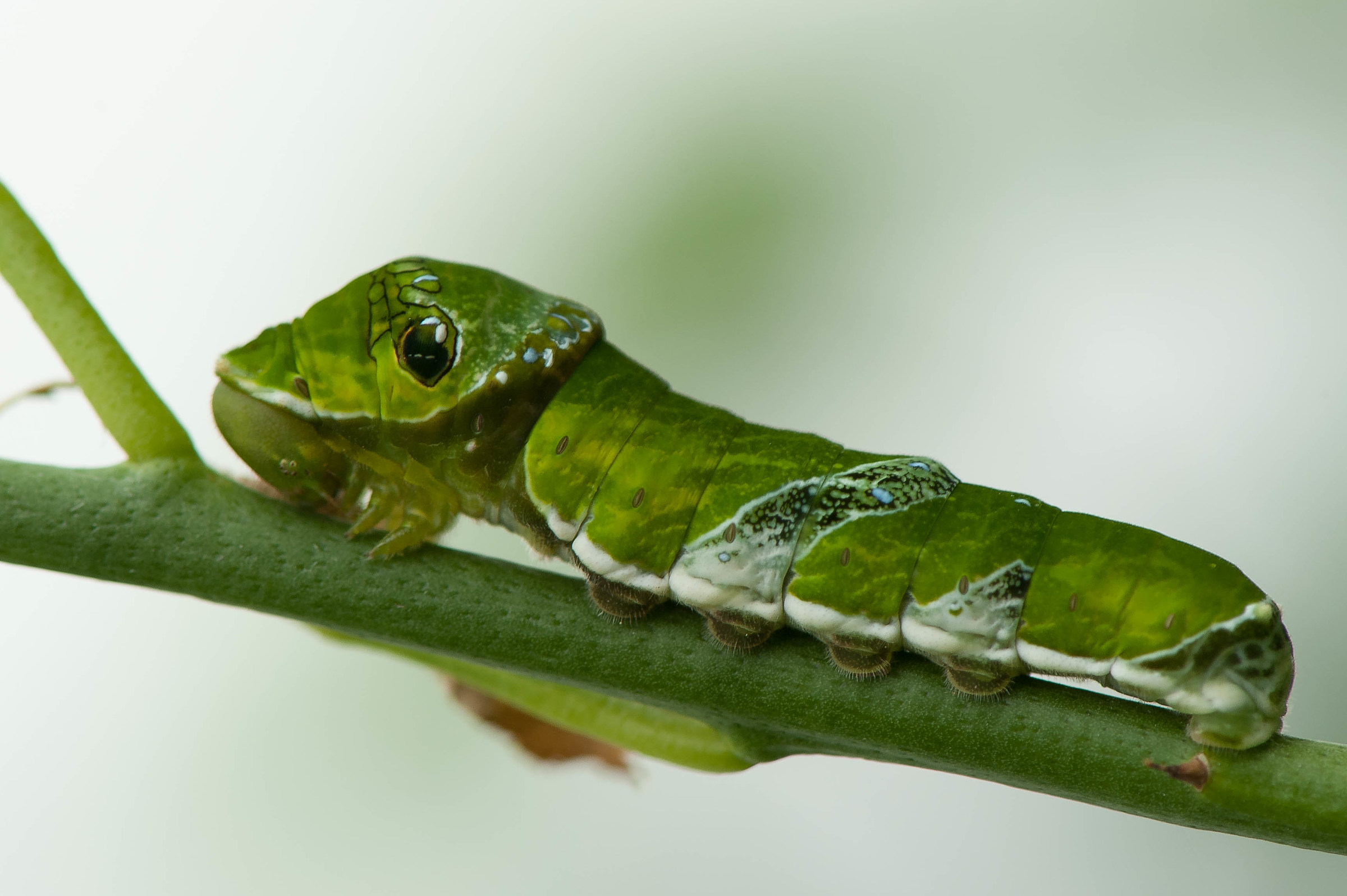 King Swallowtail caterpillar page.
