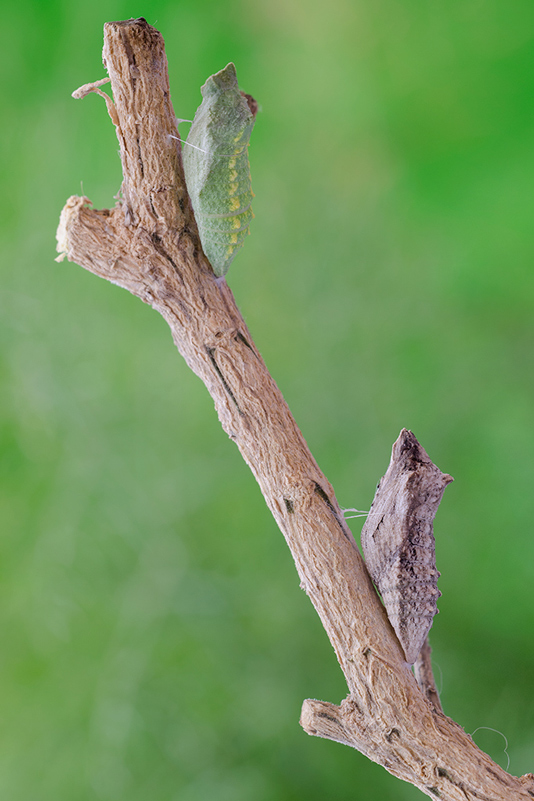 The different colors