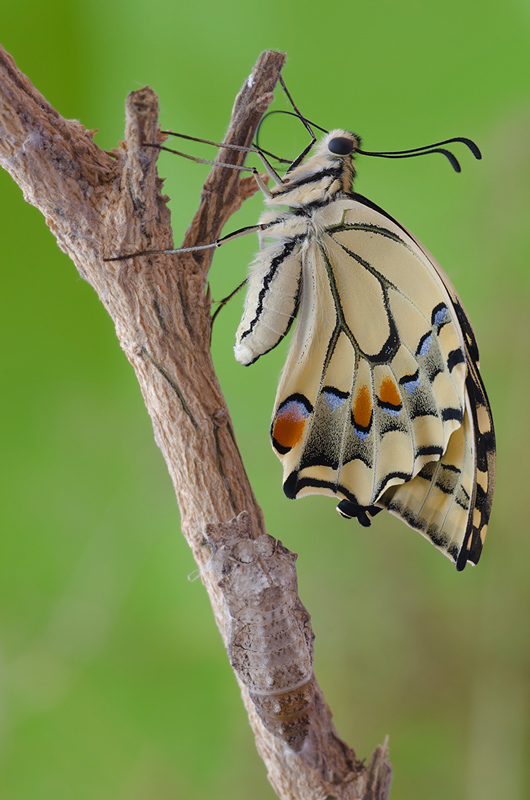 The butterfly newborn